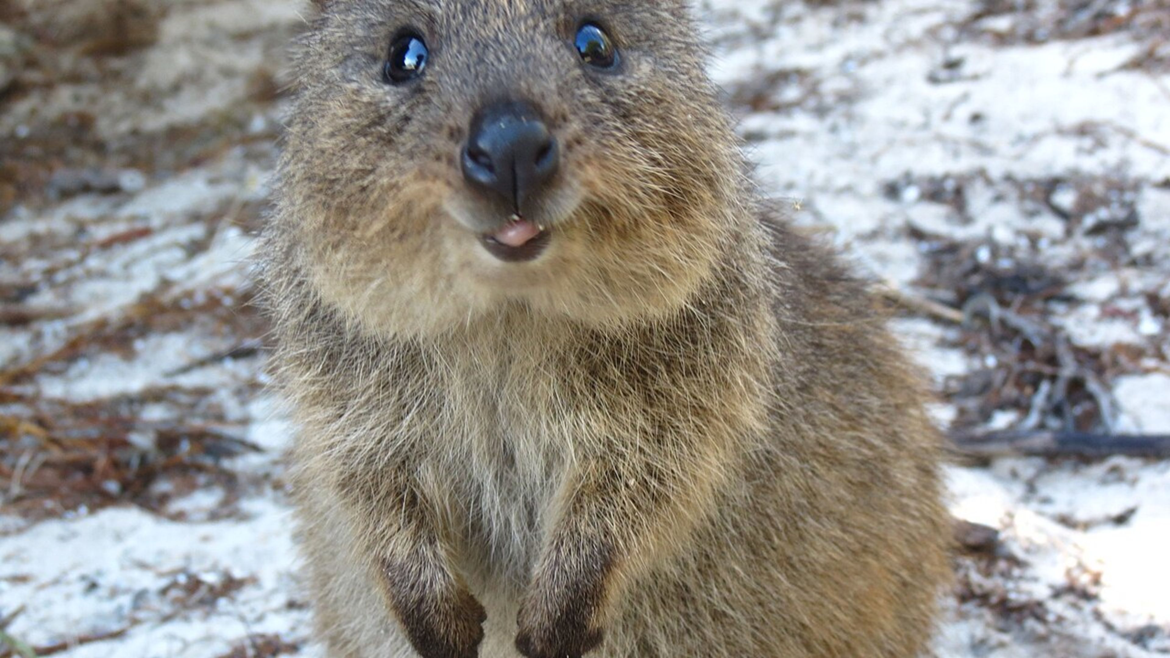 Rottnest Island (Quokkas)