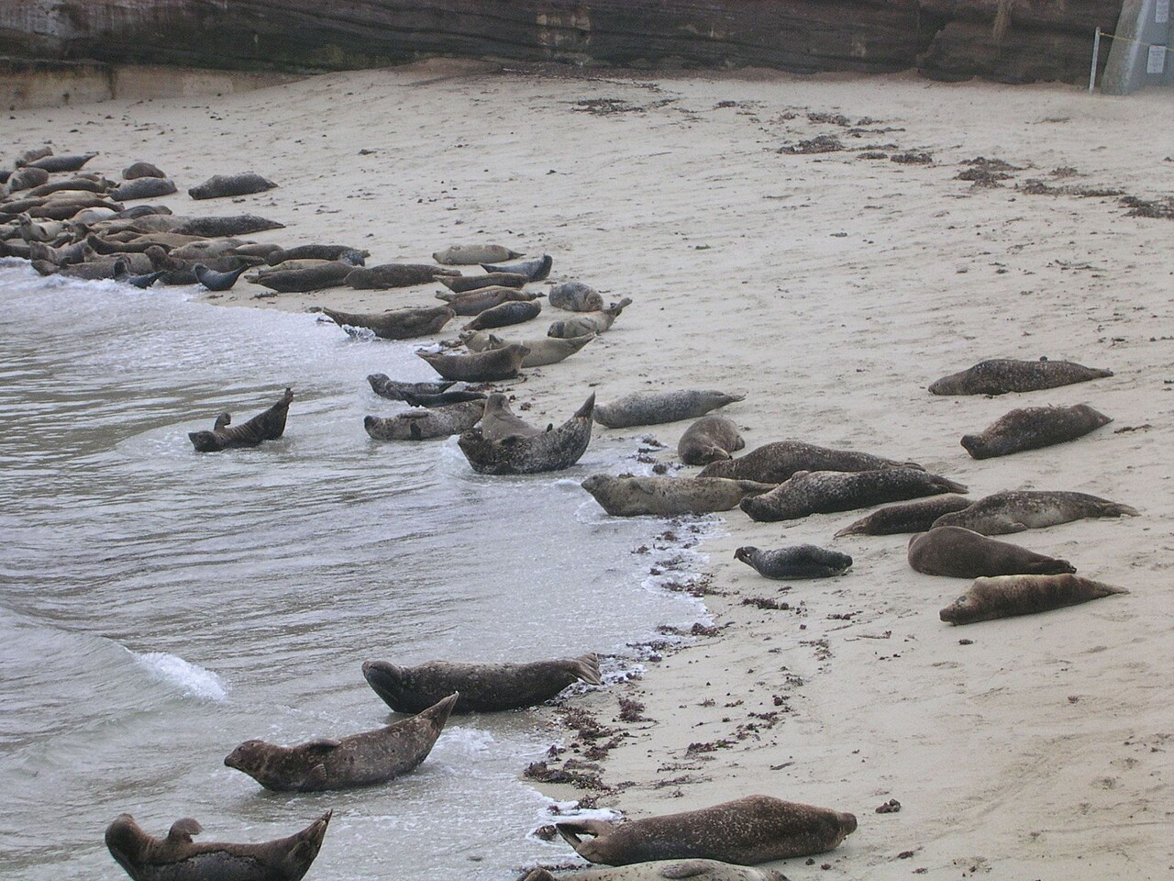 La Jolla (Seals & Cove)