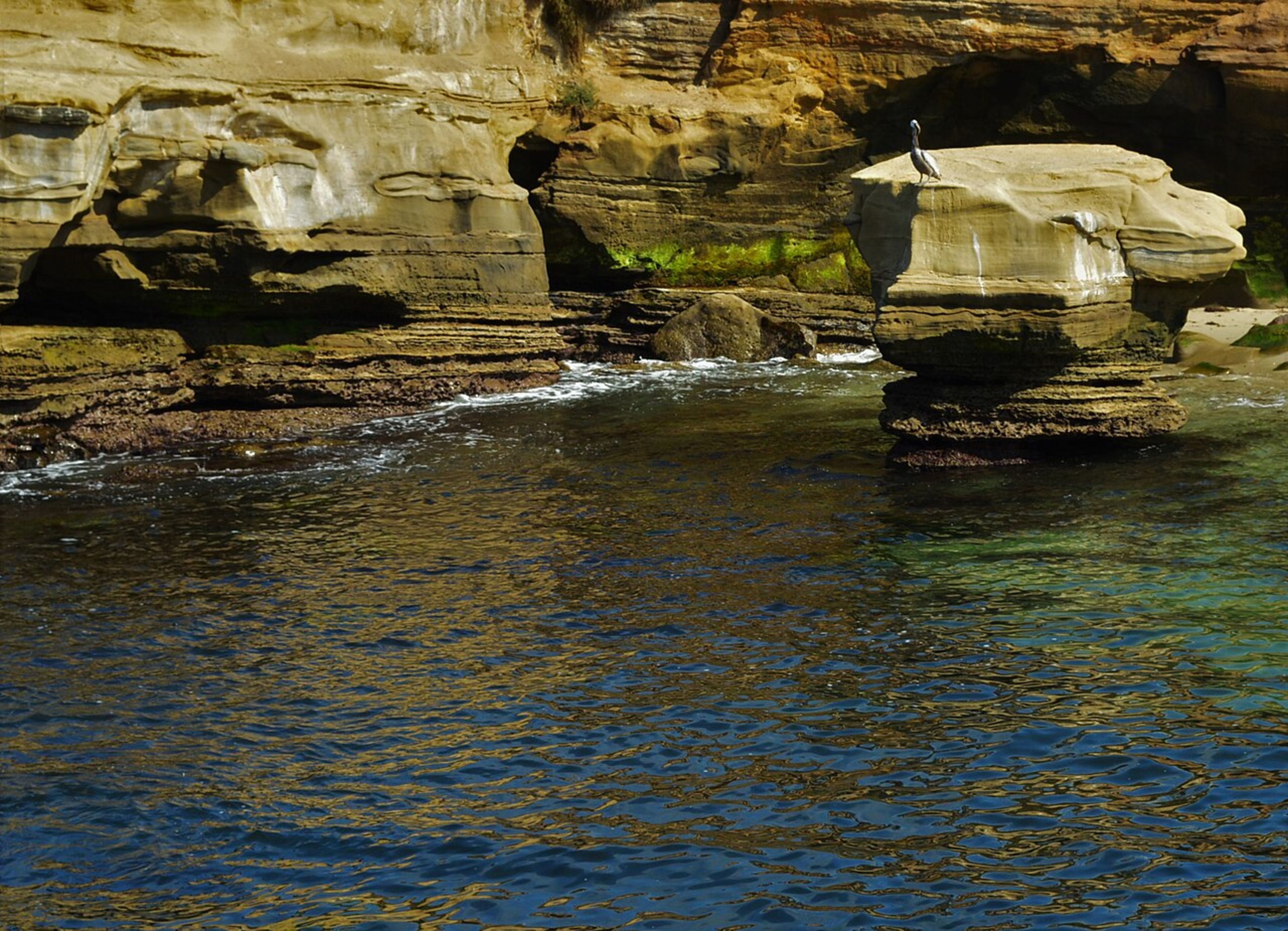 La Jolla (Seals & Cove)