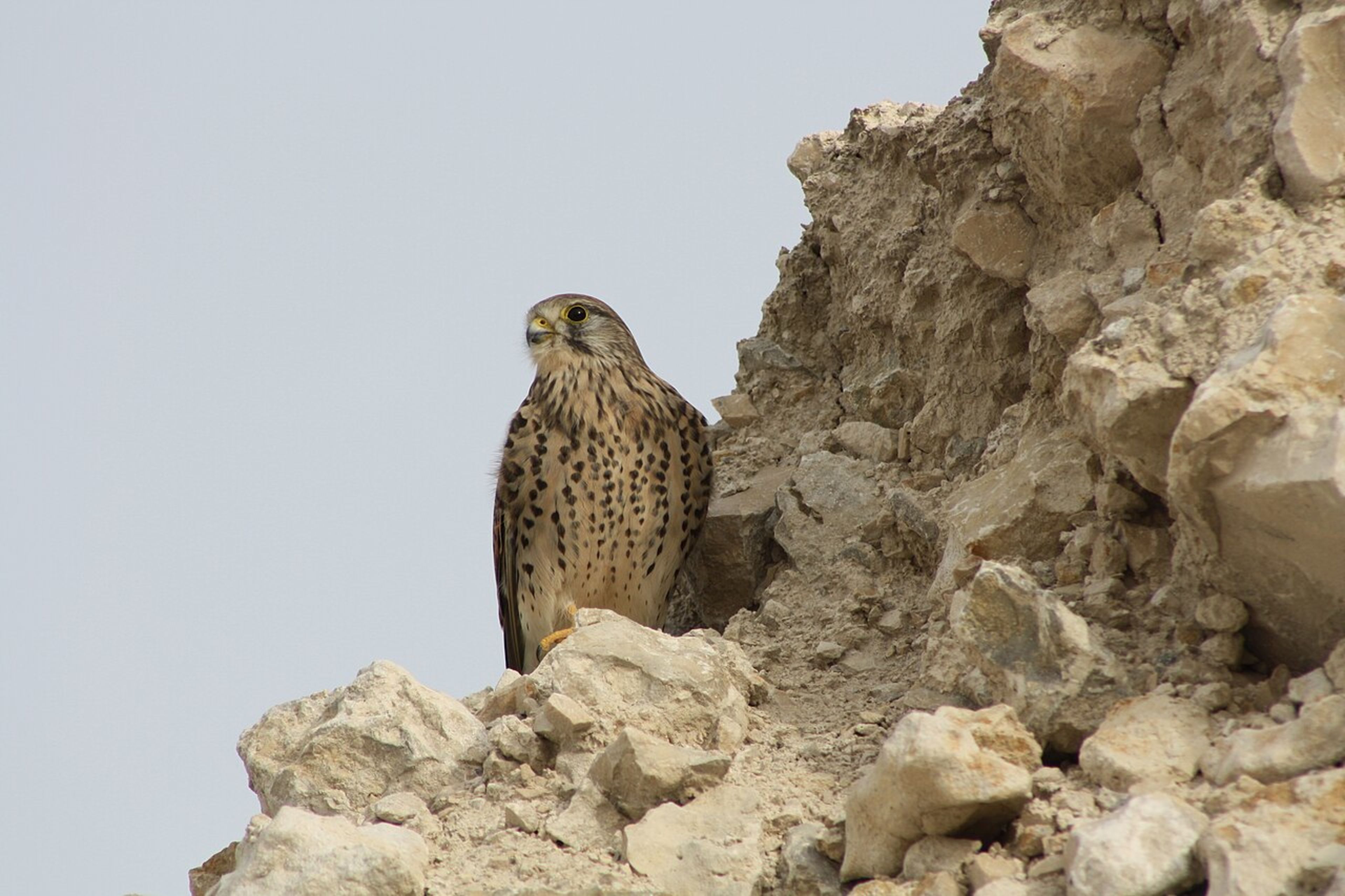 Lusail City