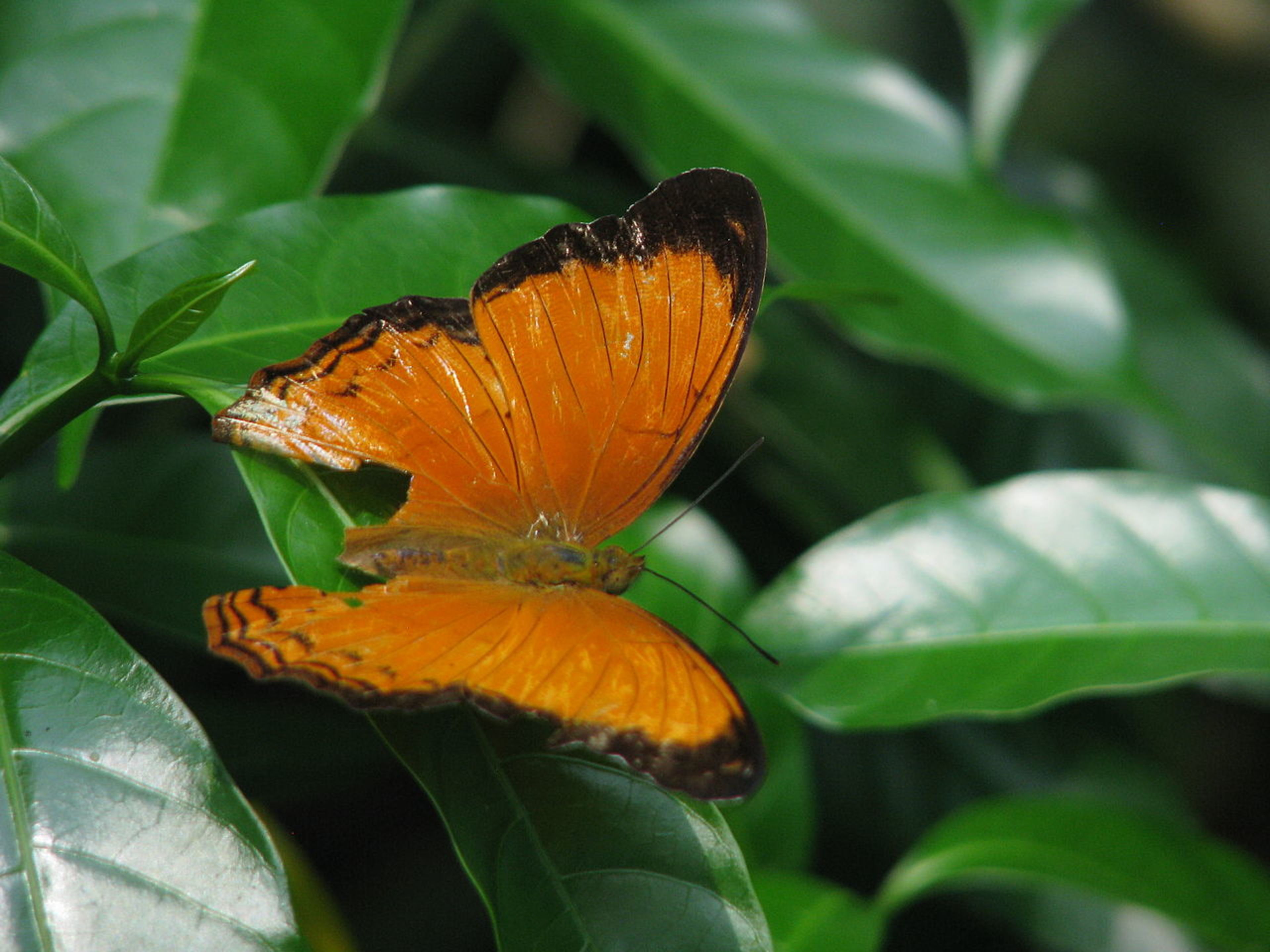 KL Butterfly Park