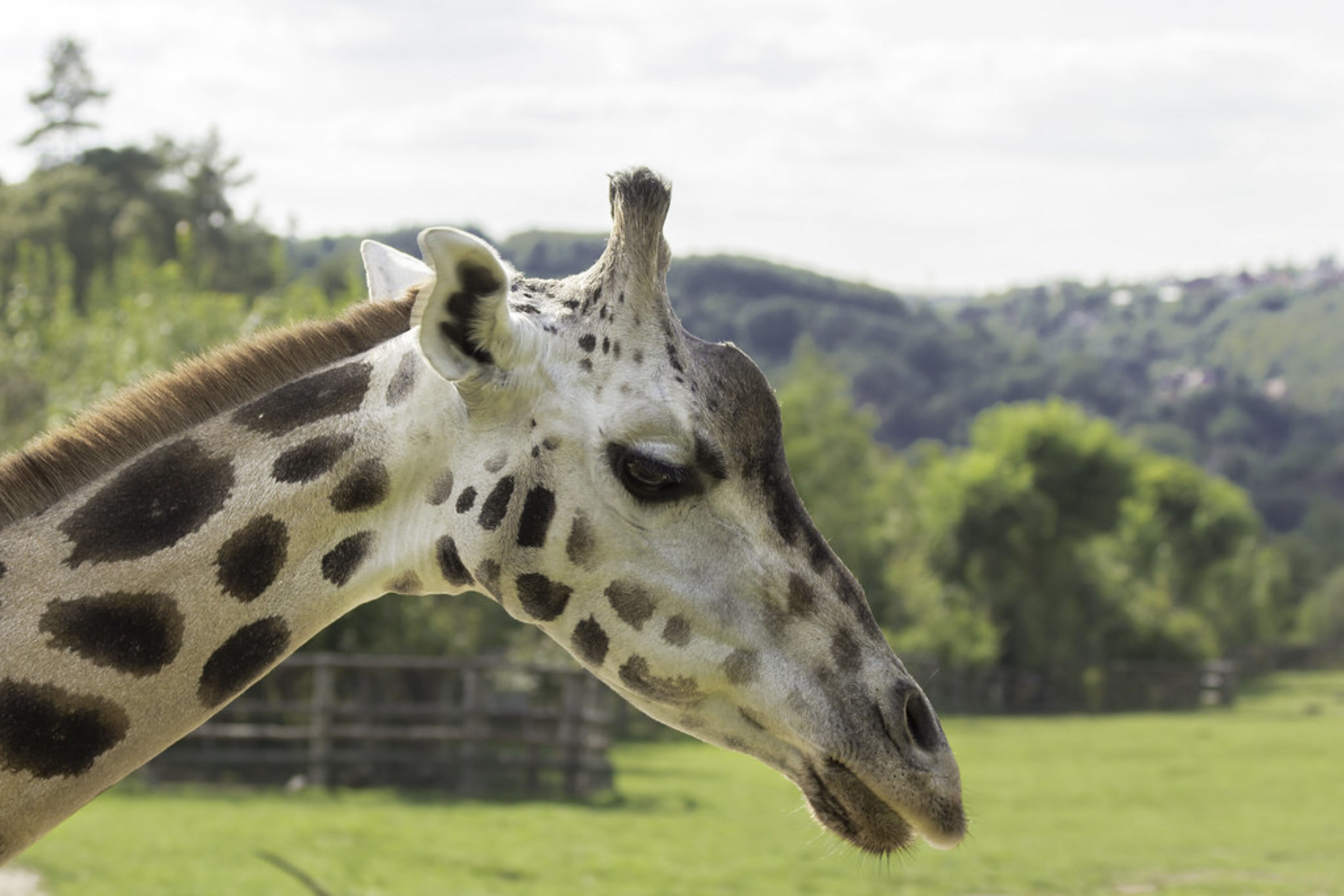 Prague Zoo