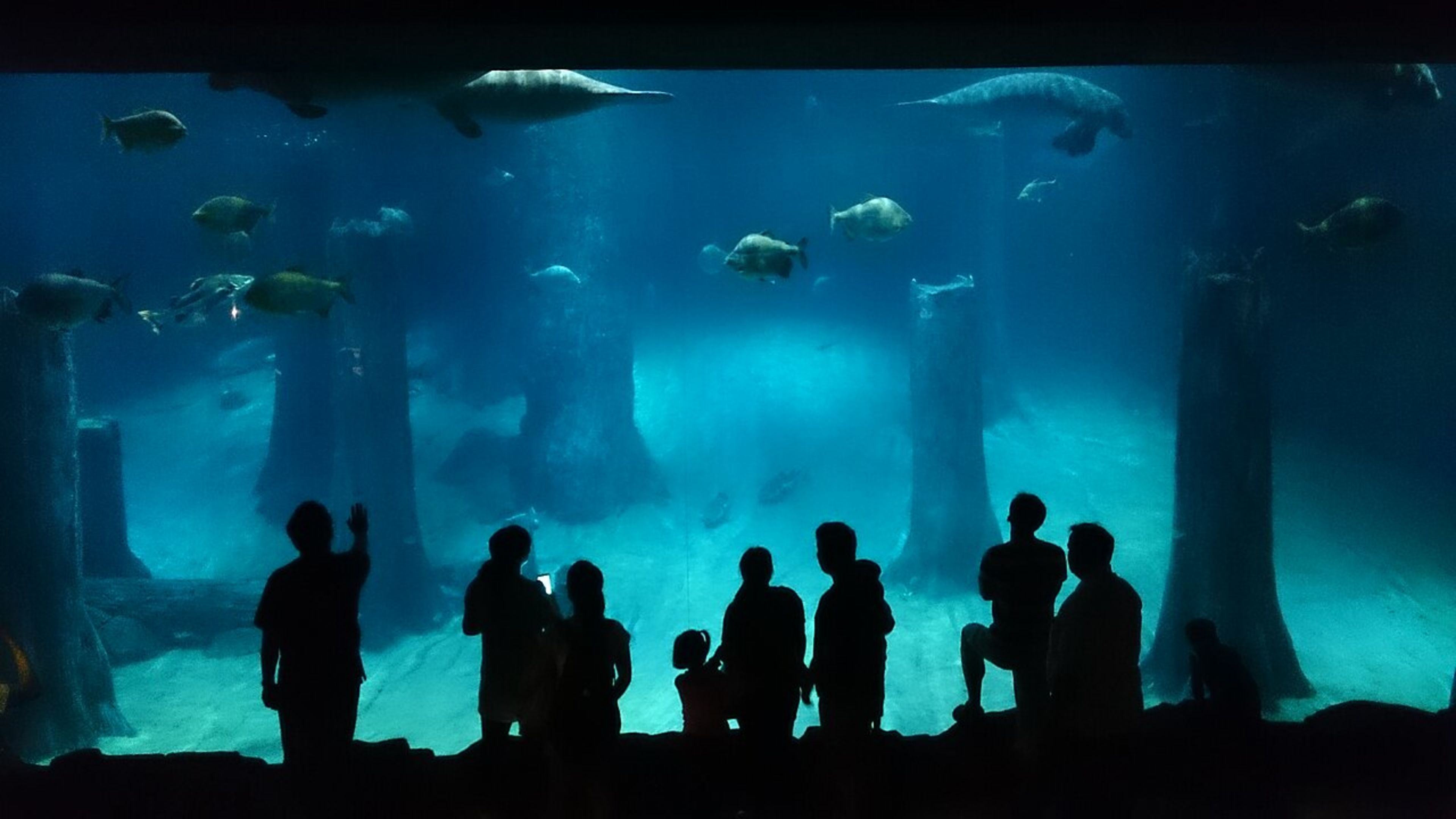 River Safari