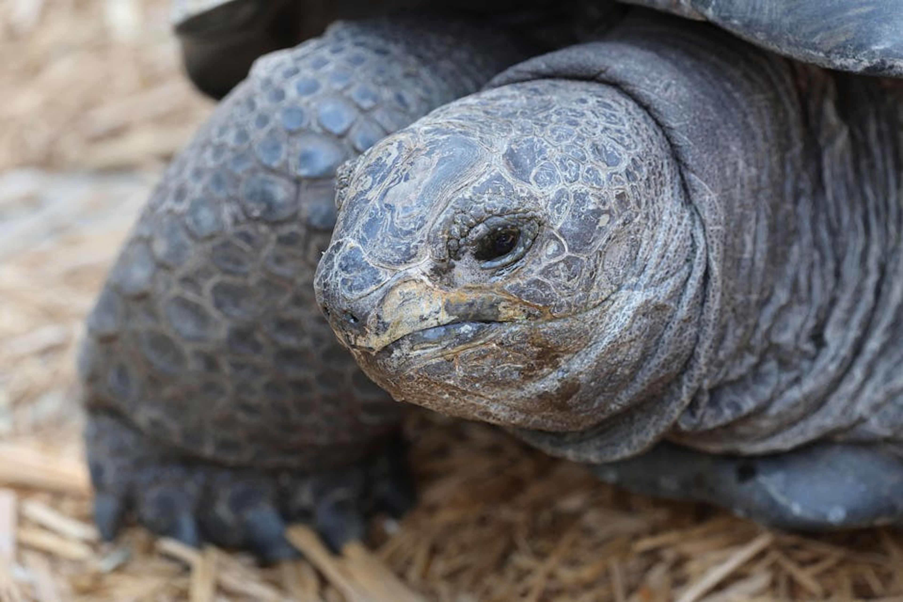 Tortoise Reserve (El Chato)