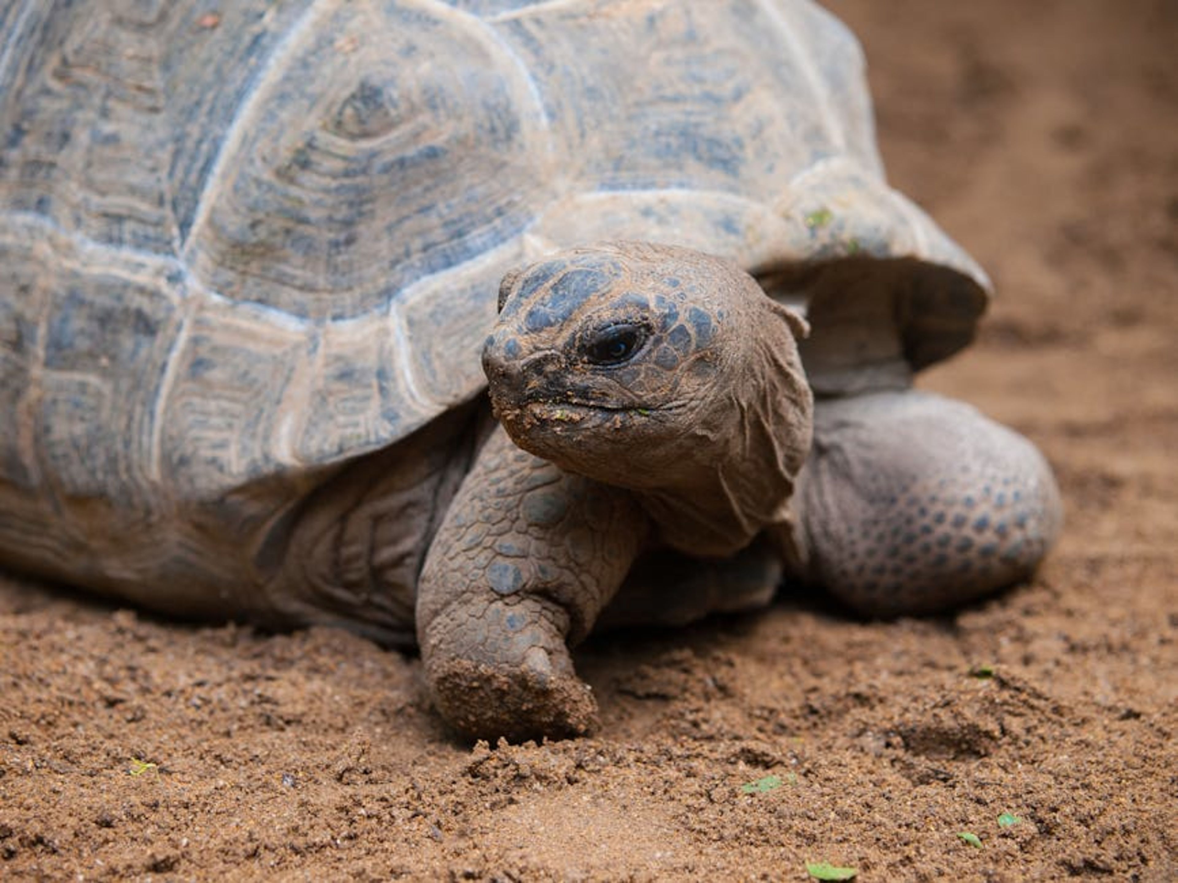 Tortoise Reserve (El Chato)