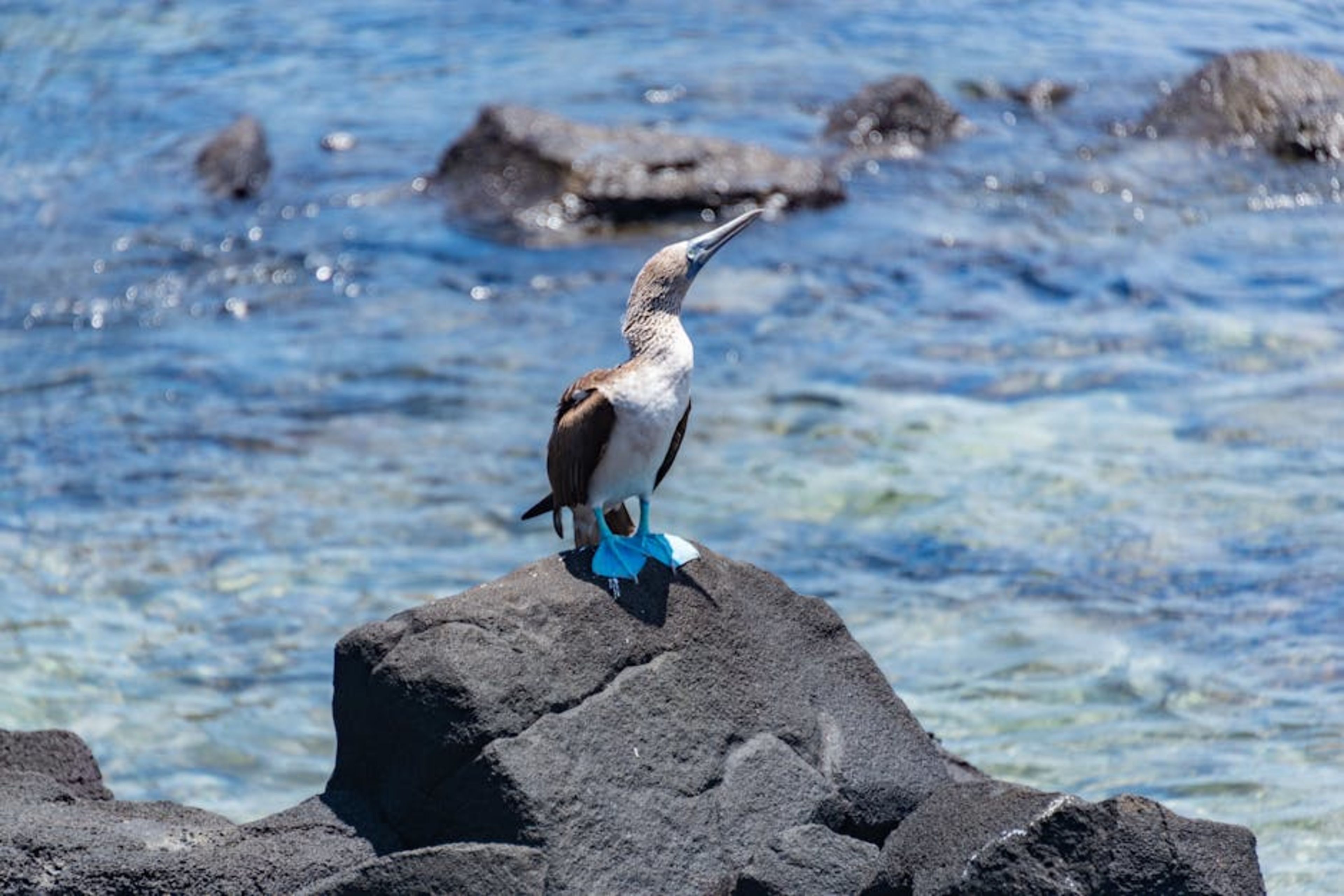 Galapagos Penguin Viewing