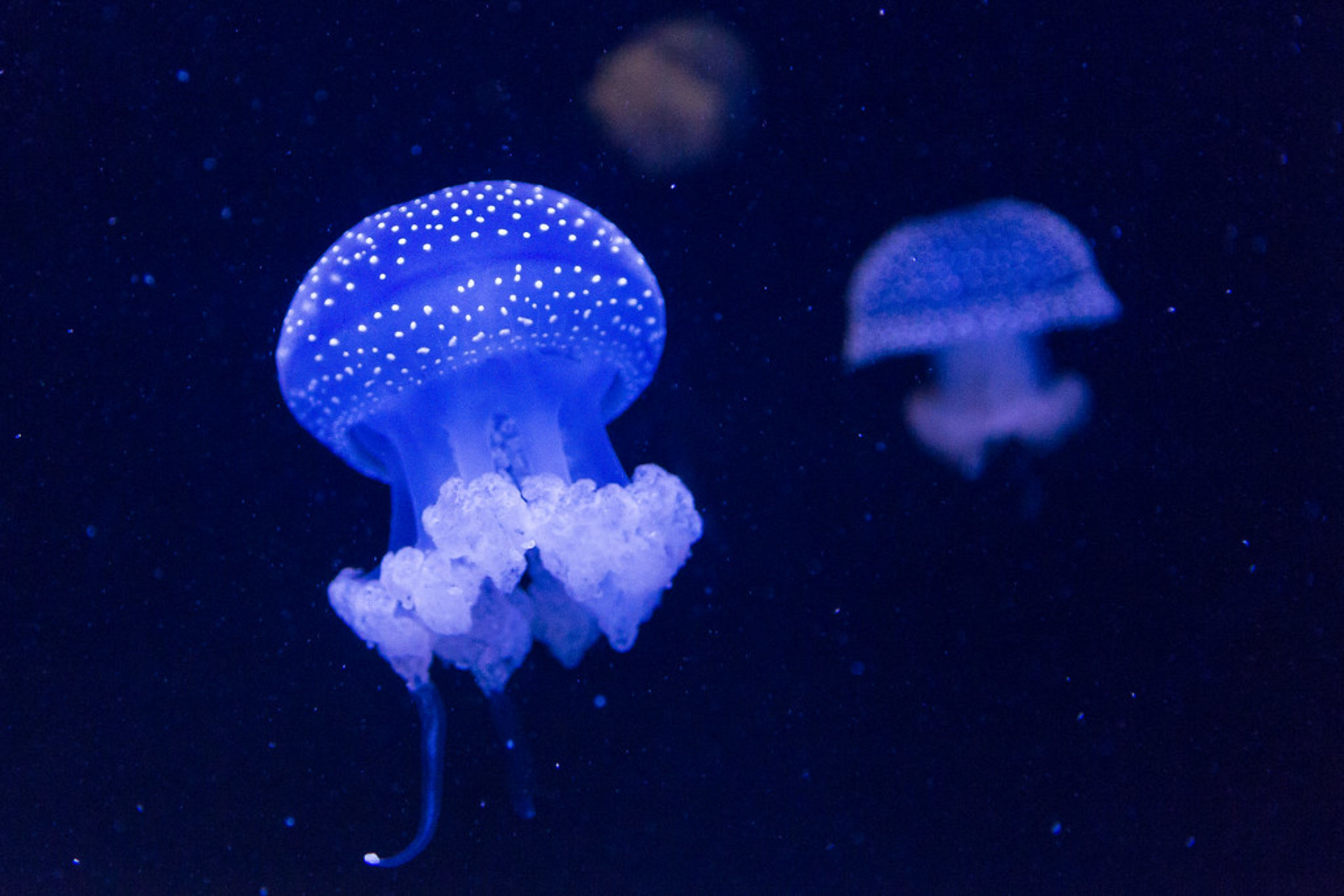 Oceanarium Lisbon