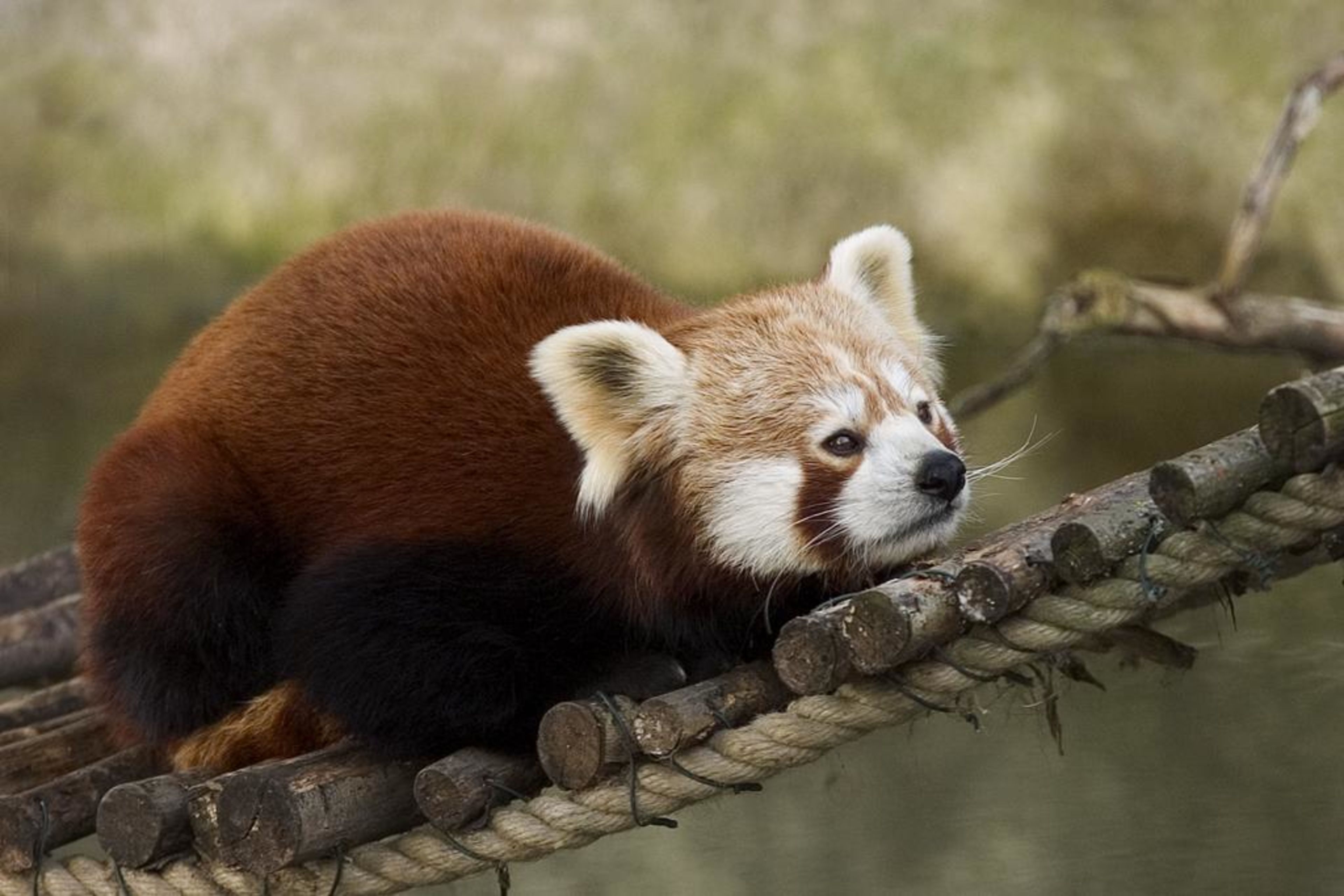 Tierpark Hellabrunn (Munich Zoo)