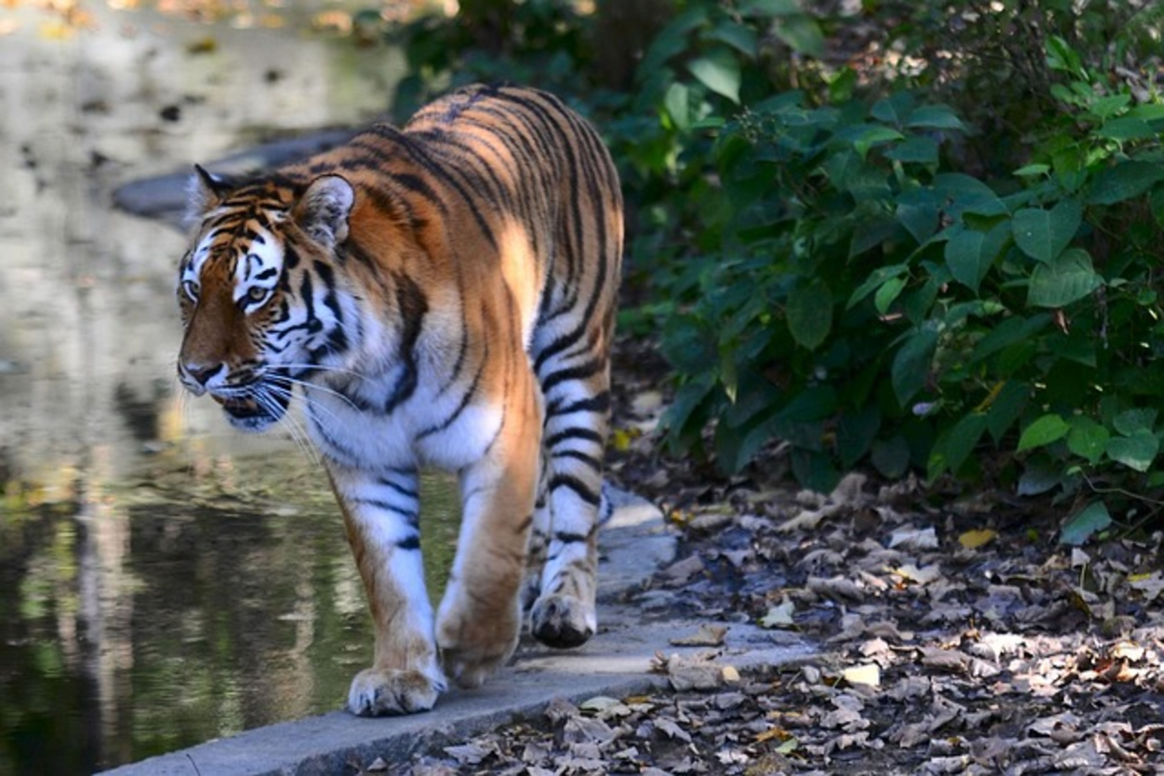 Tierpark Hellabrunn (Munich Zoo)