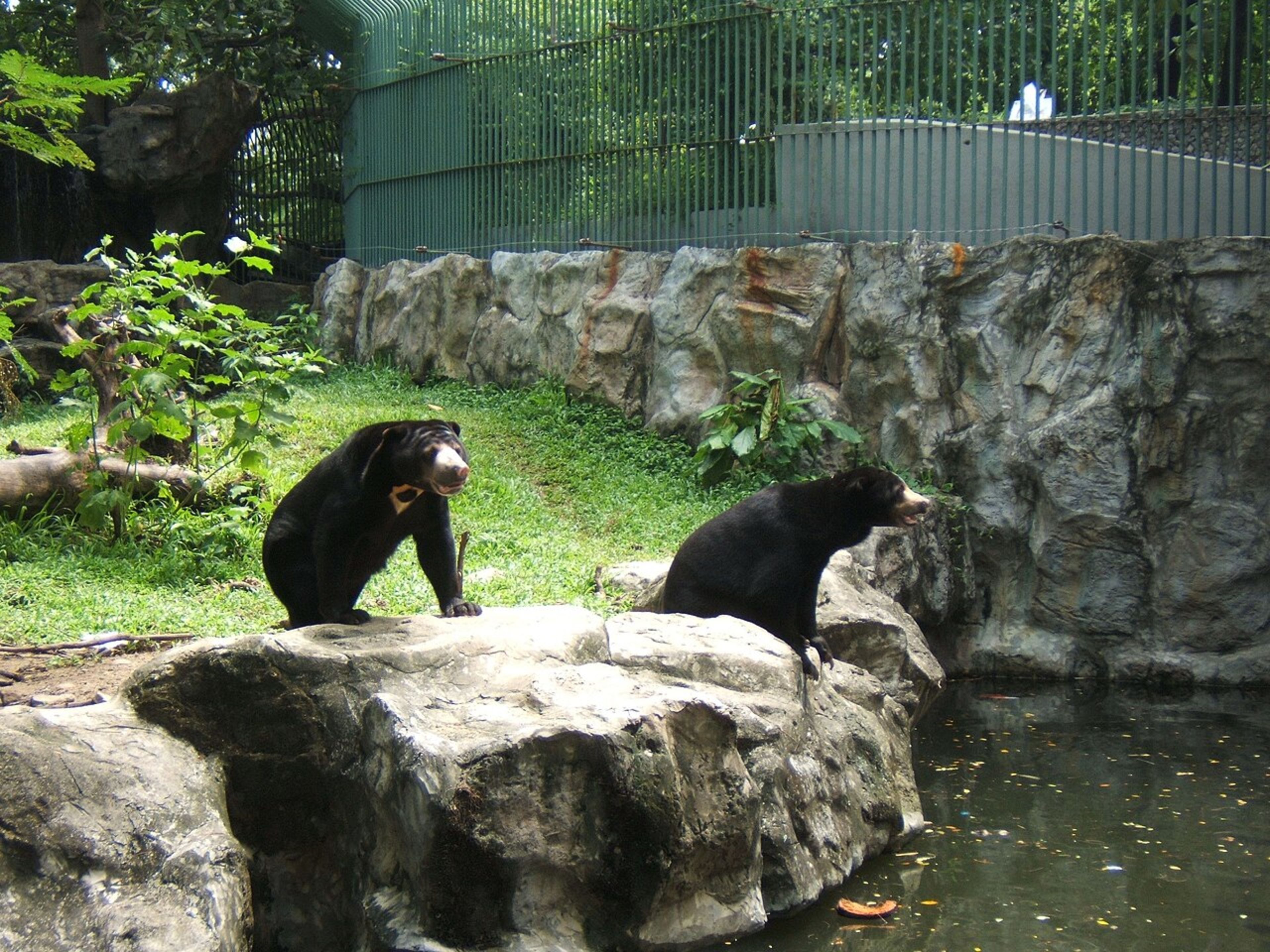 Dusit Zoo (Khao Din)