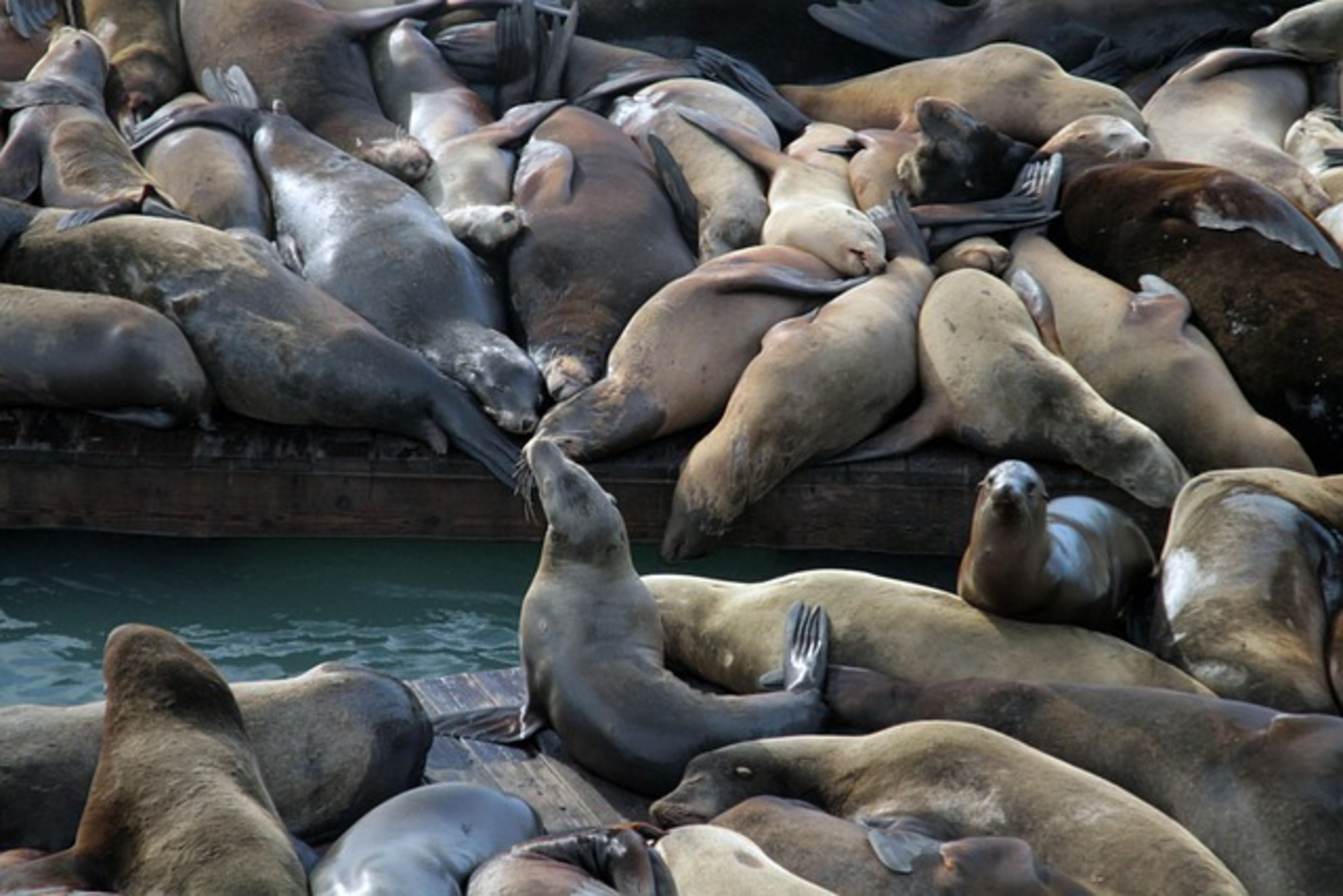 Pier 39 (Sea Lions)