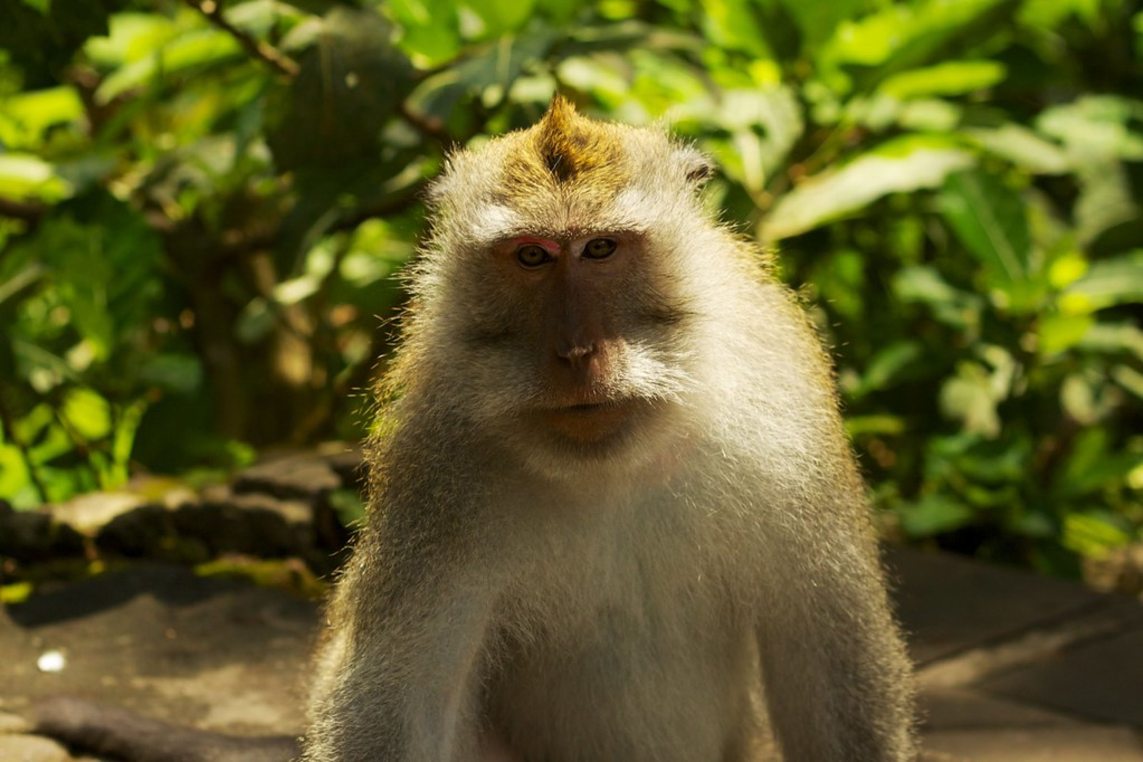 Sacred Monkey Forest Sanctuary