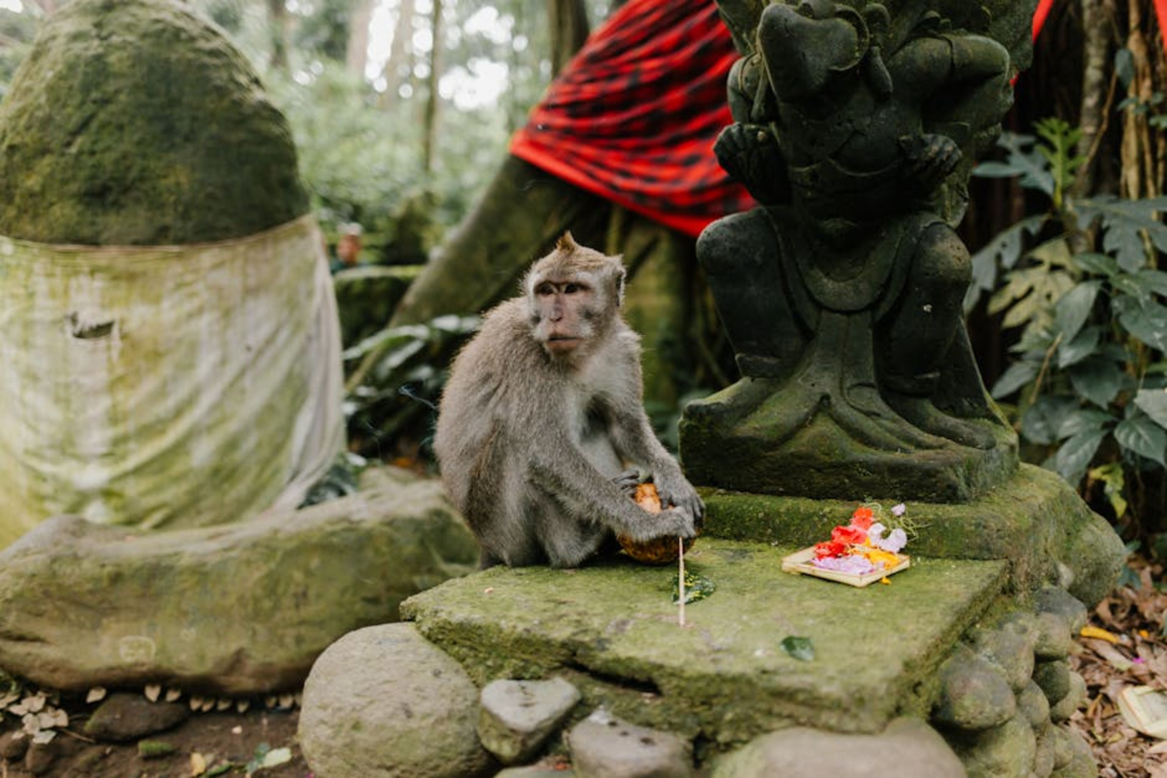 Sacred Monkey Forest Sanctuary