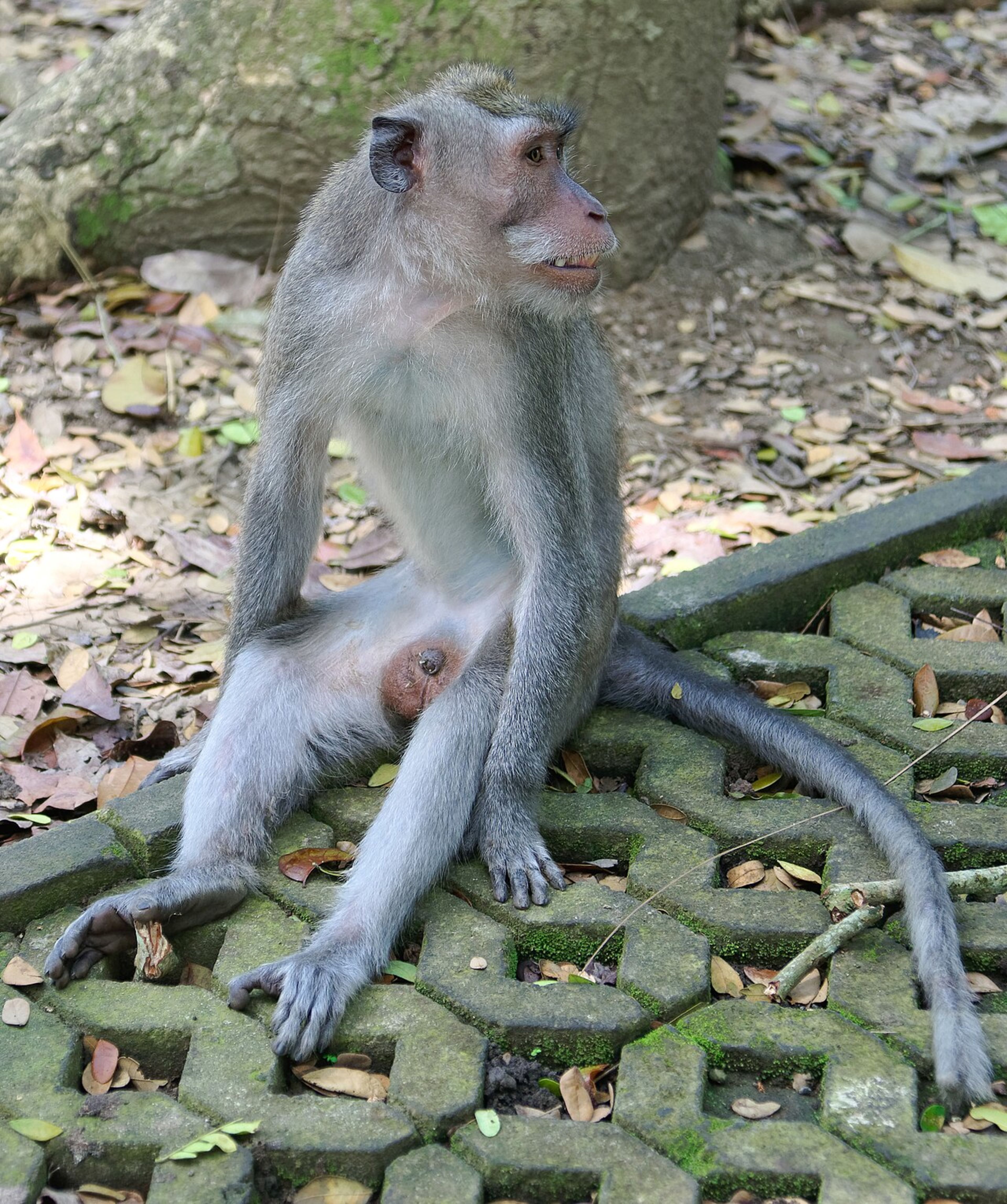 Sacred Monkey Forest Sanctuary
