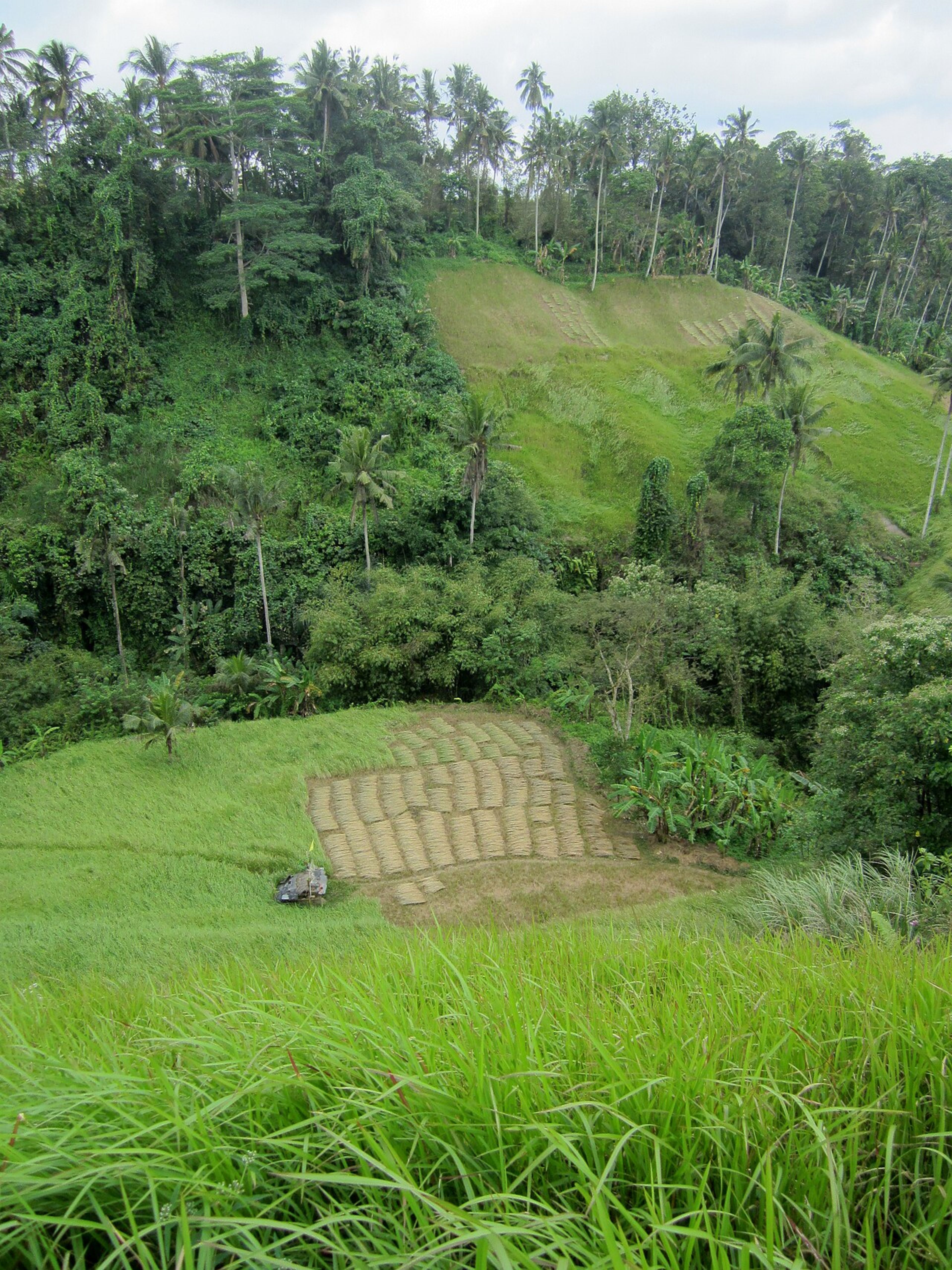 Campuhan Ridge Walk