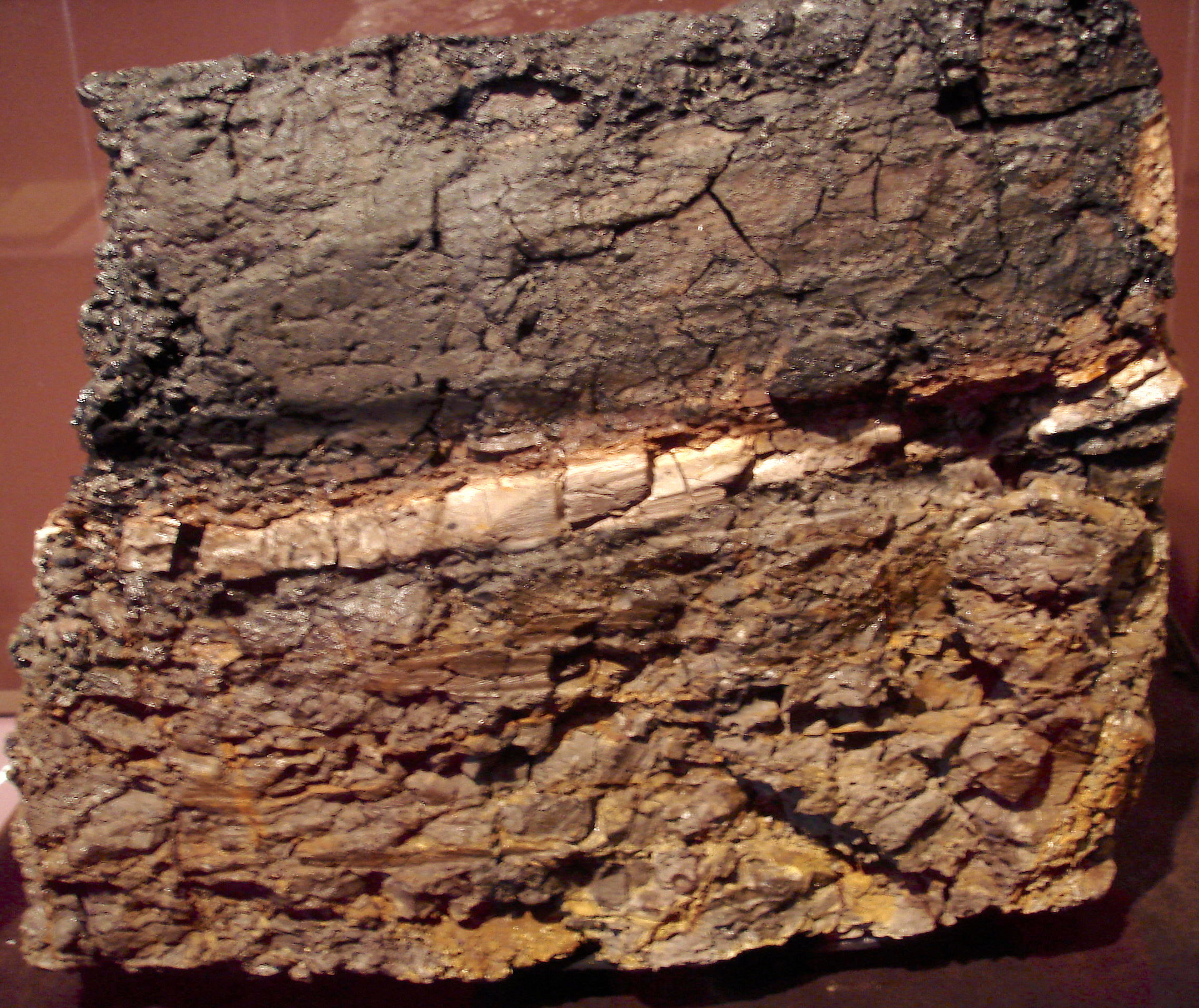 San Diego Natural History Museum