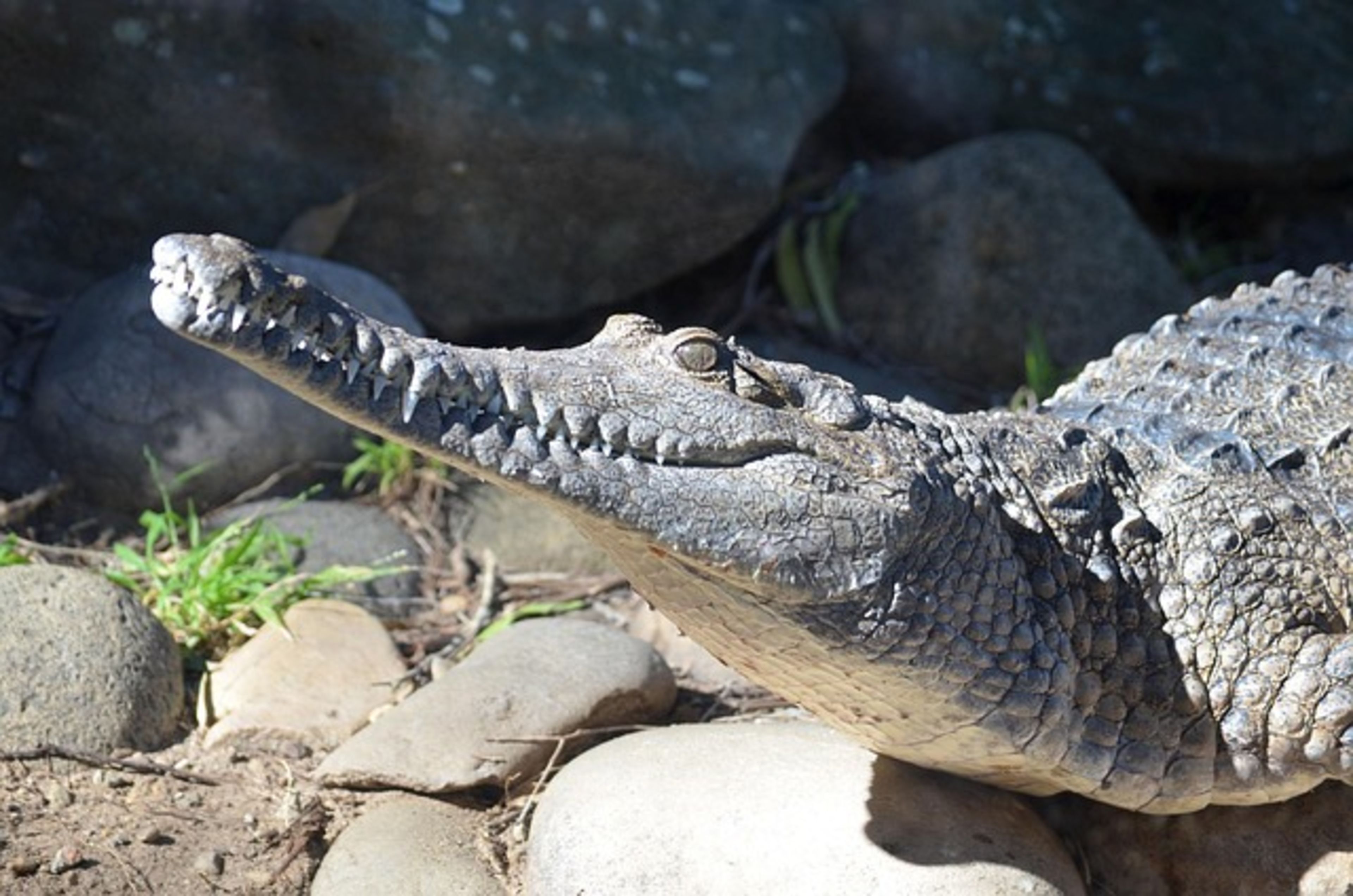 Taronga Zoo