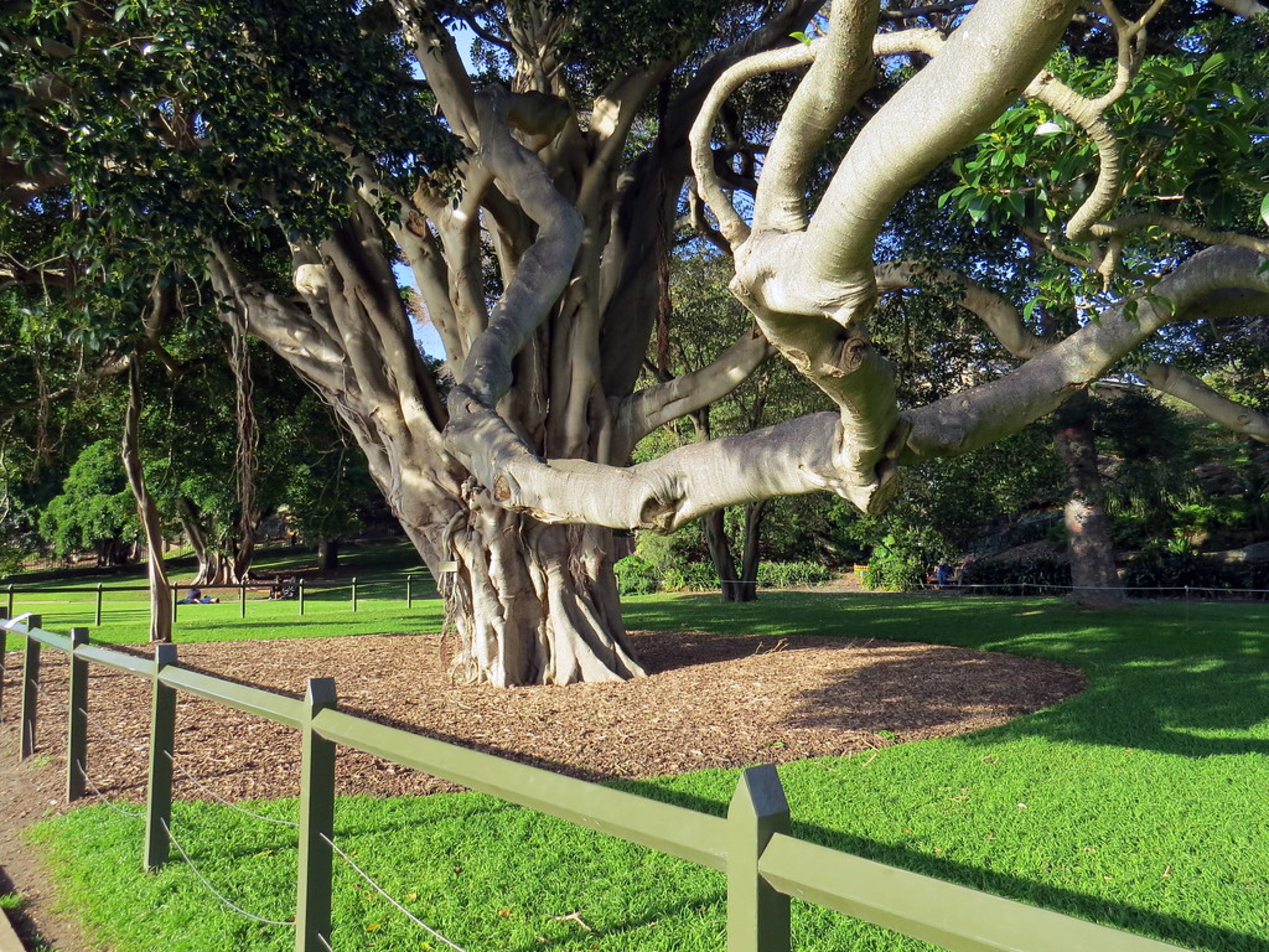 Royal Botanic Garden