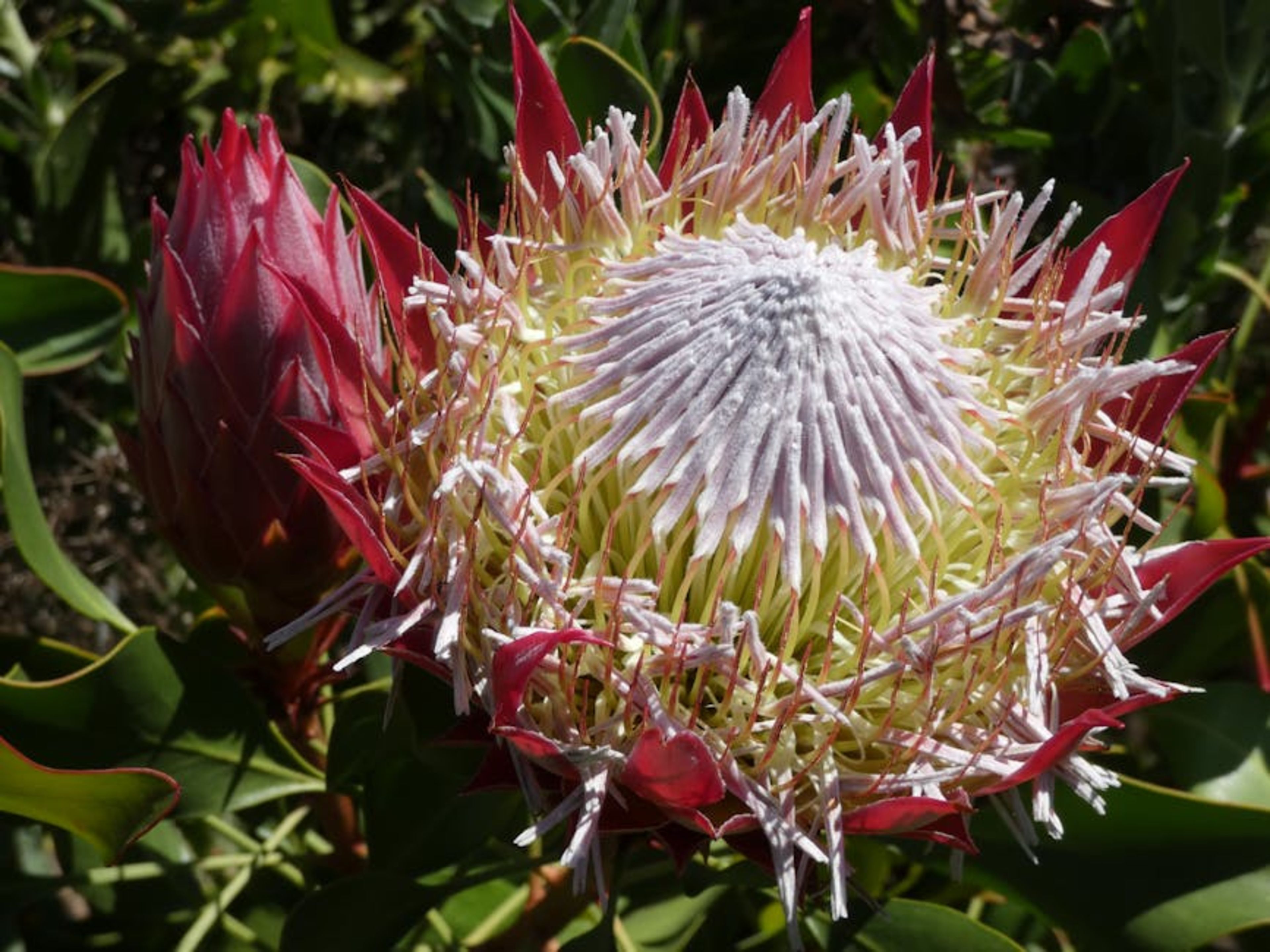 Royal Botanic Garden