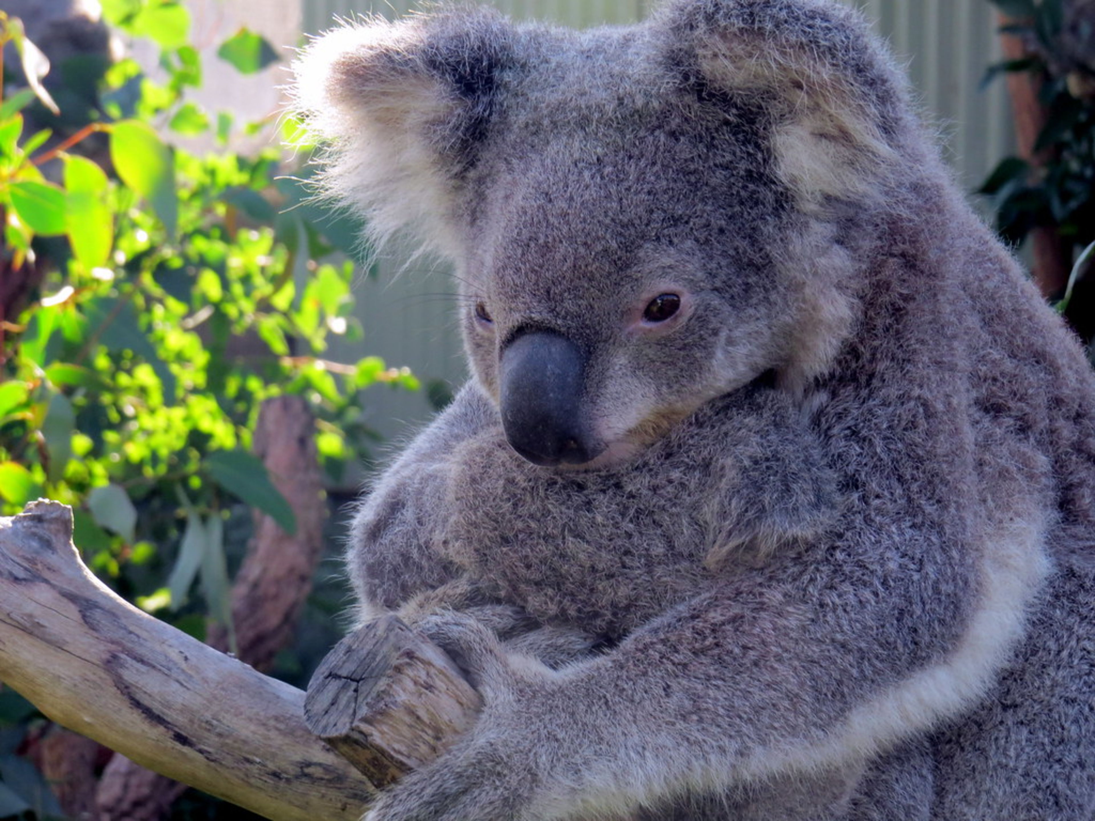 WILD LIFE Sydney Zoo
