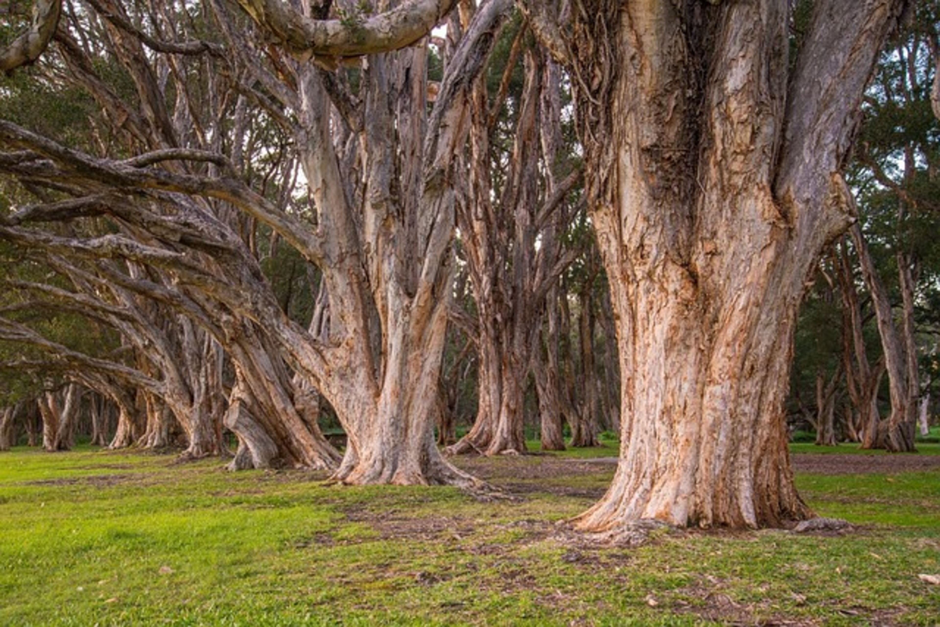 Centennial Park