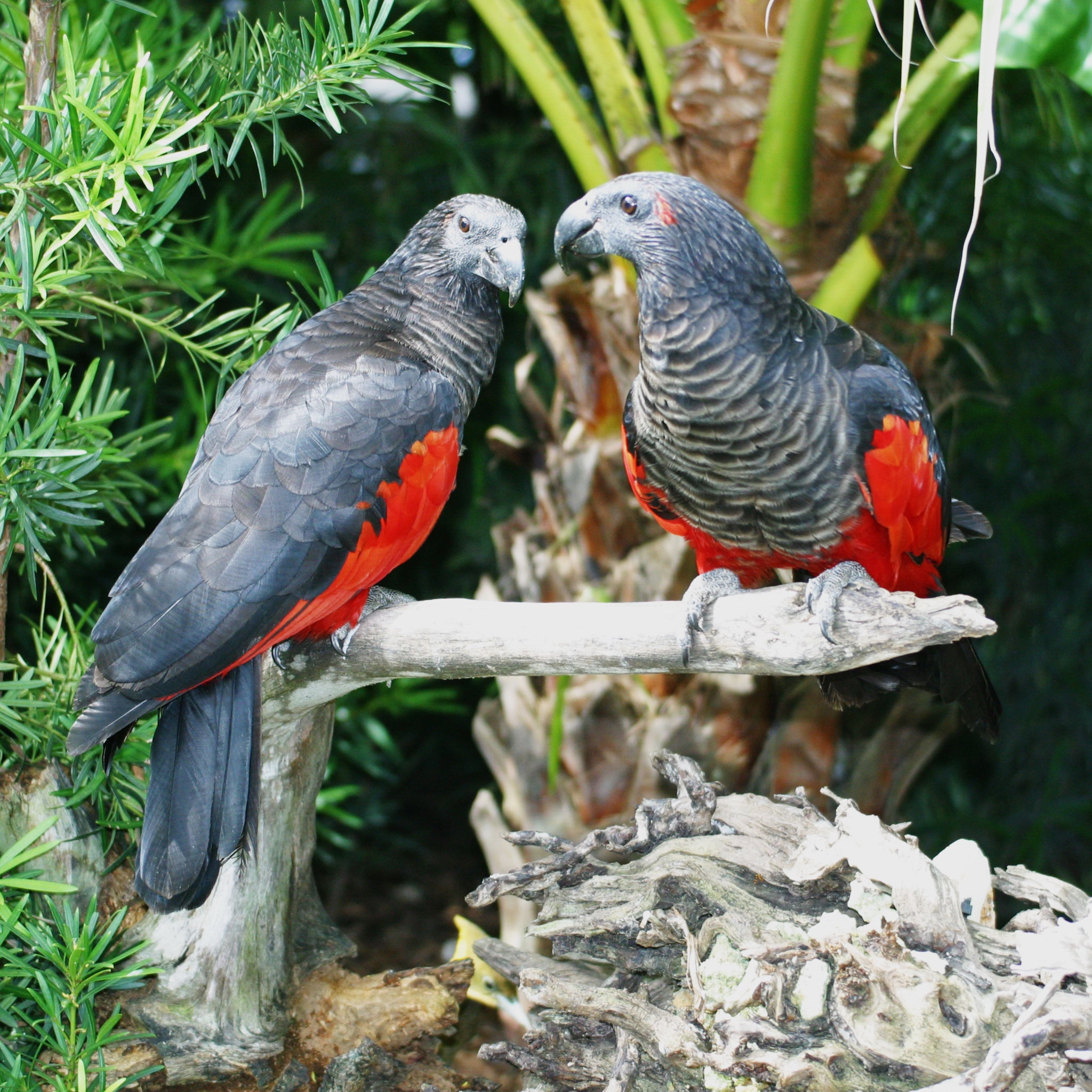 Zoo Miami