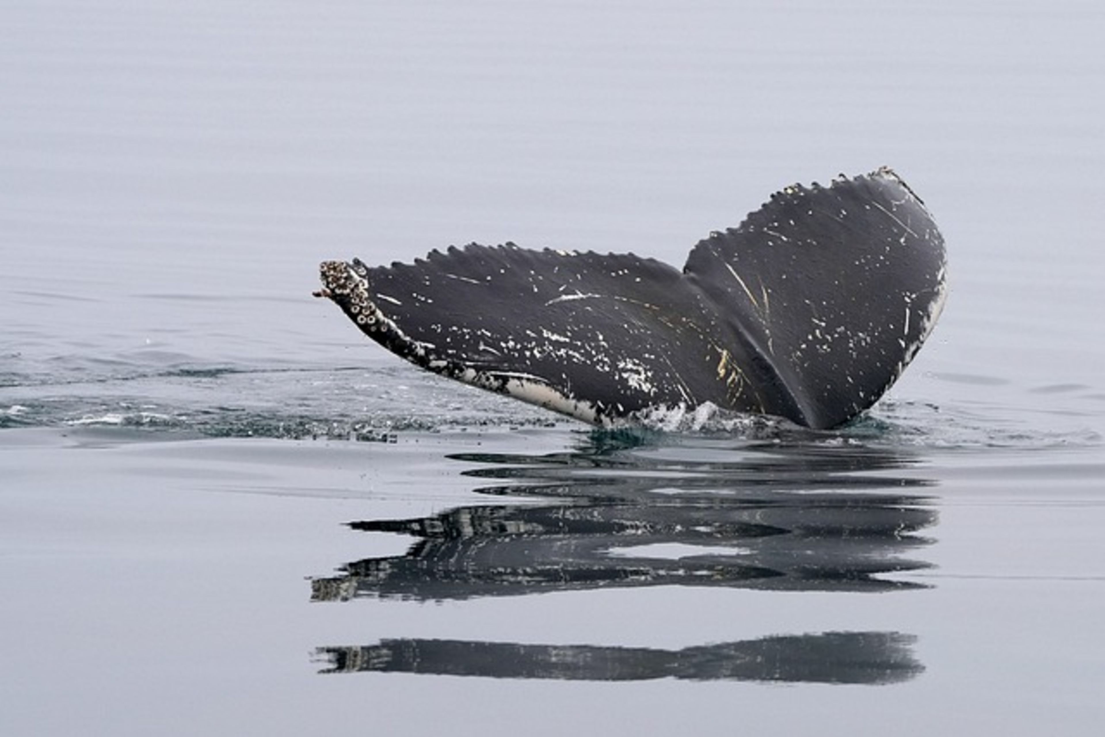 Whale Watching Tours
