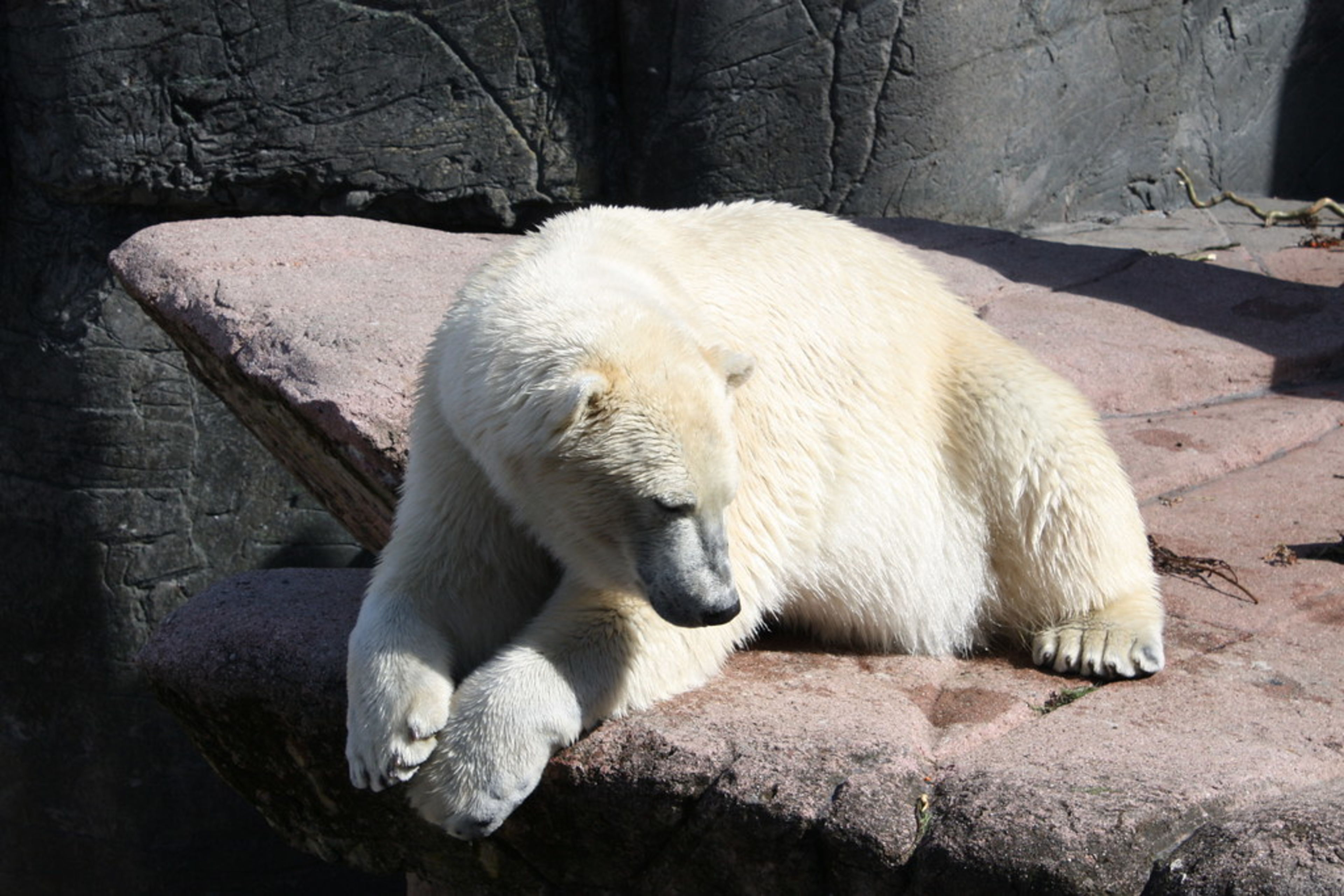 Copenhagen Zoo