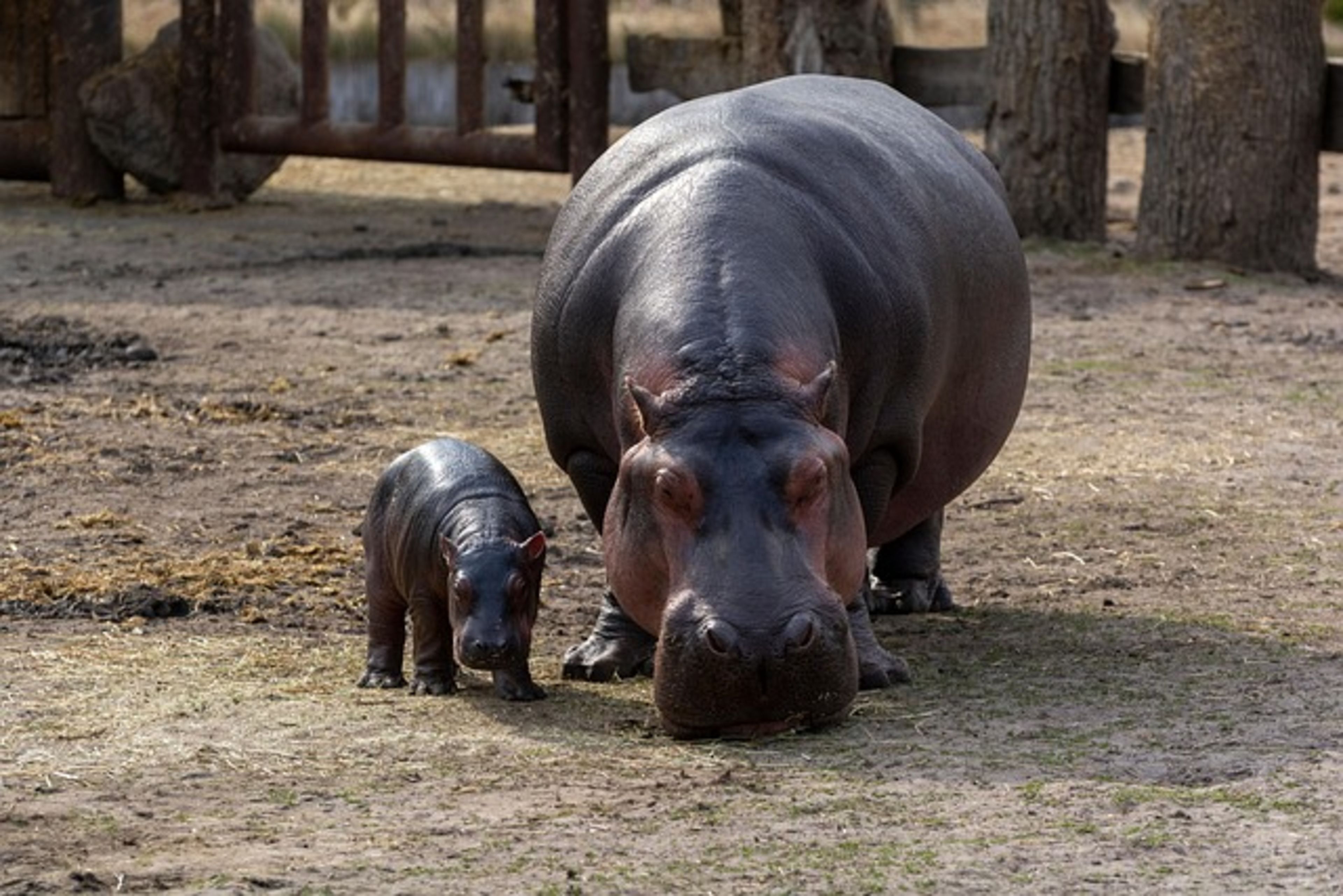 Copenhagen Zoo