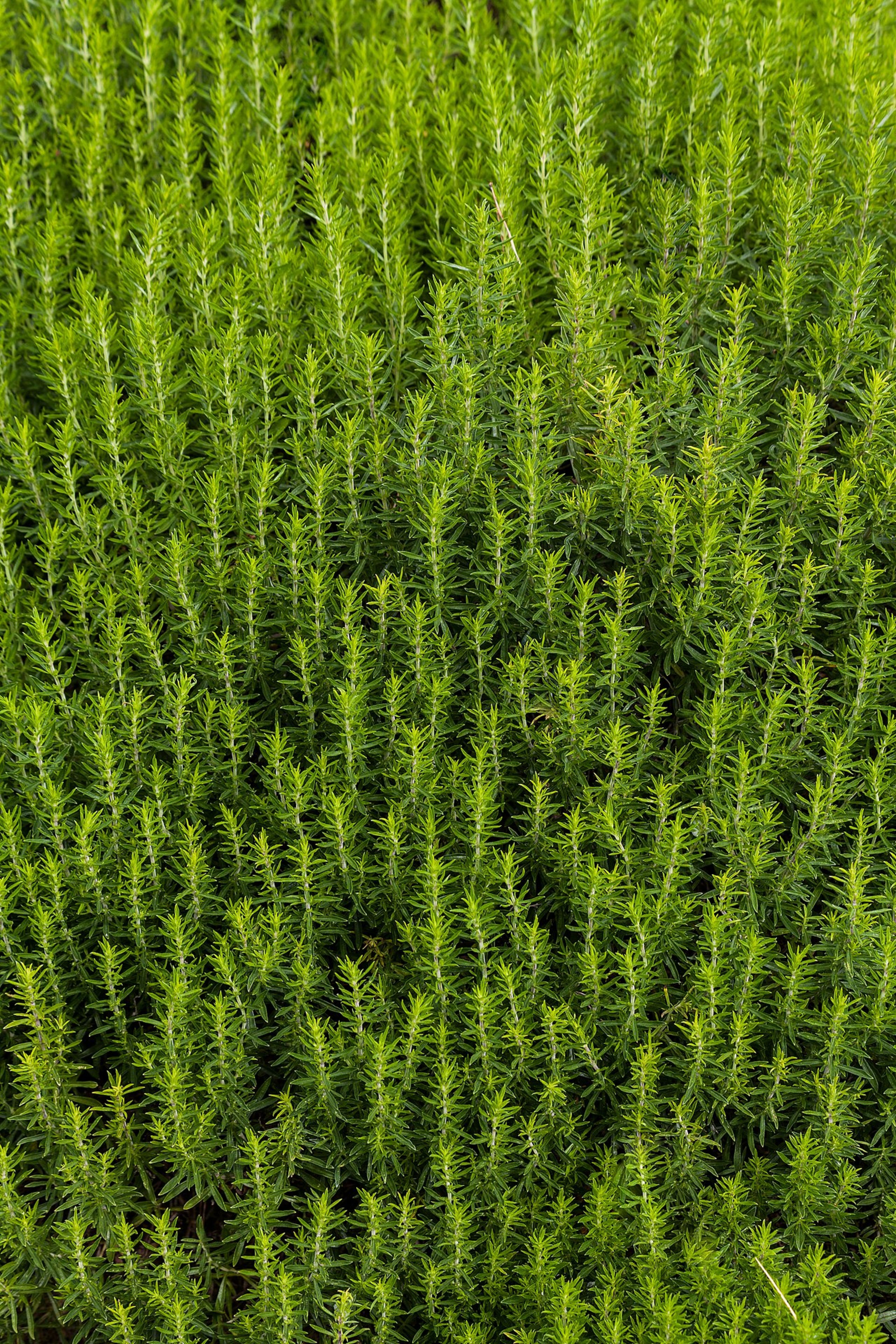 Royal Botanic Garden Edinburgh