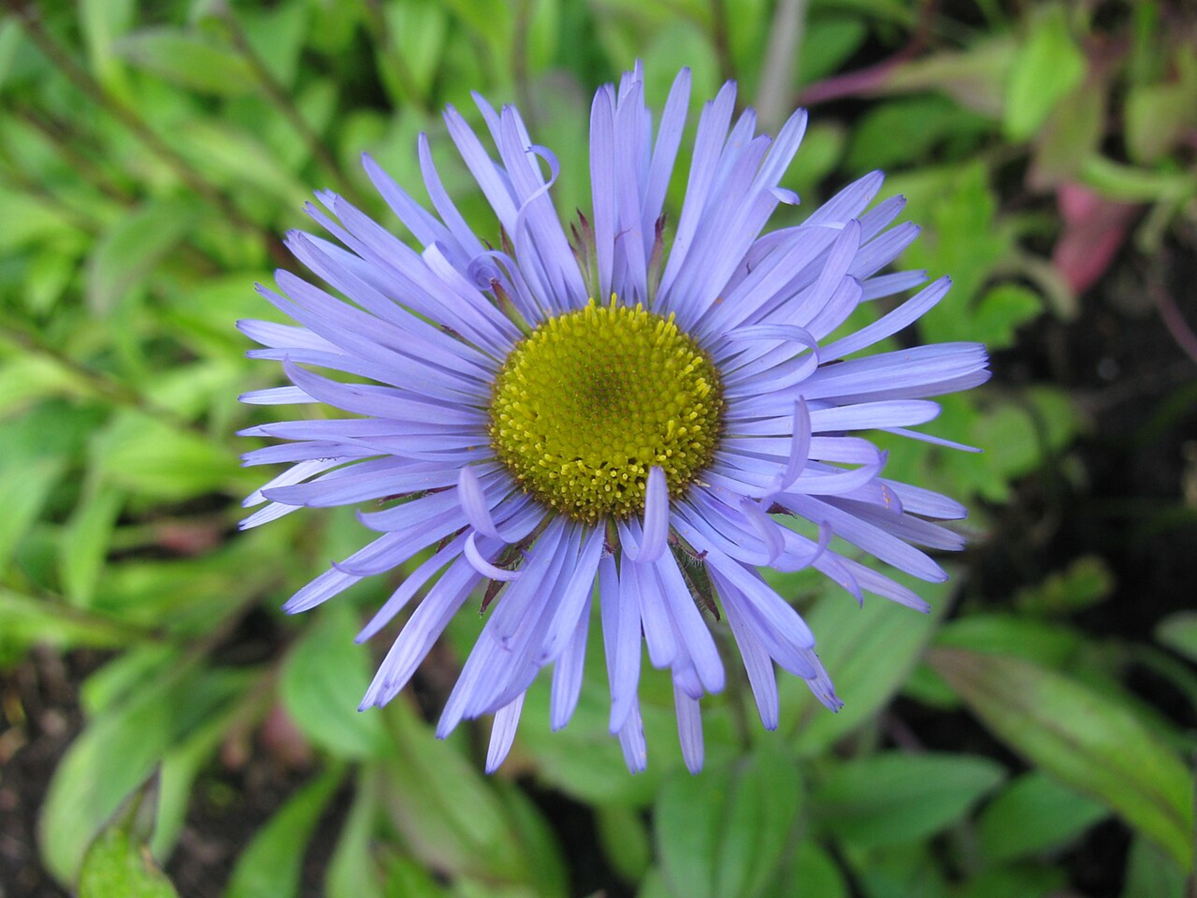 Royal Botanic Garden Edinburgh