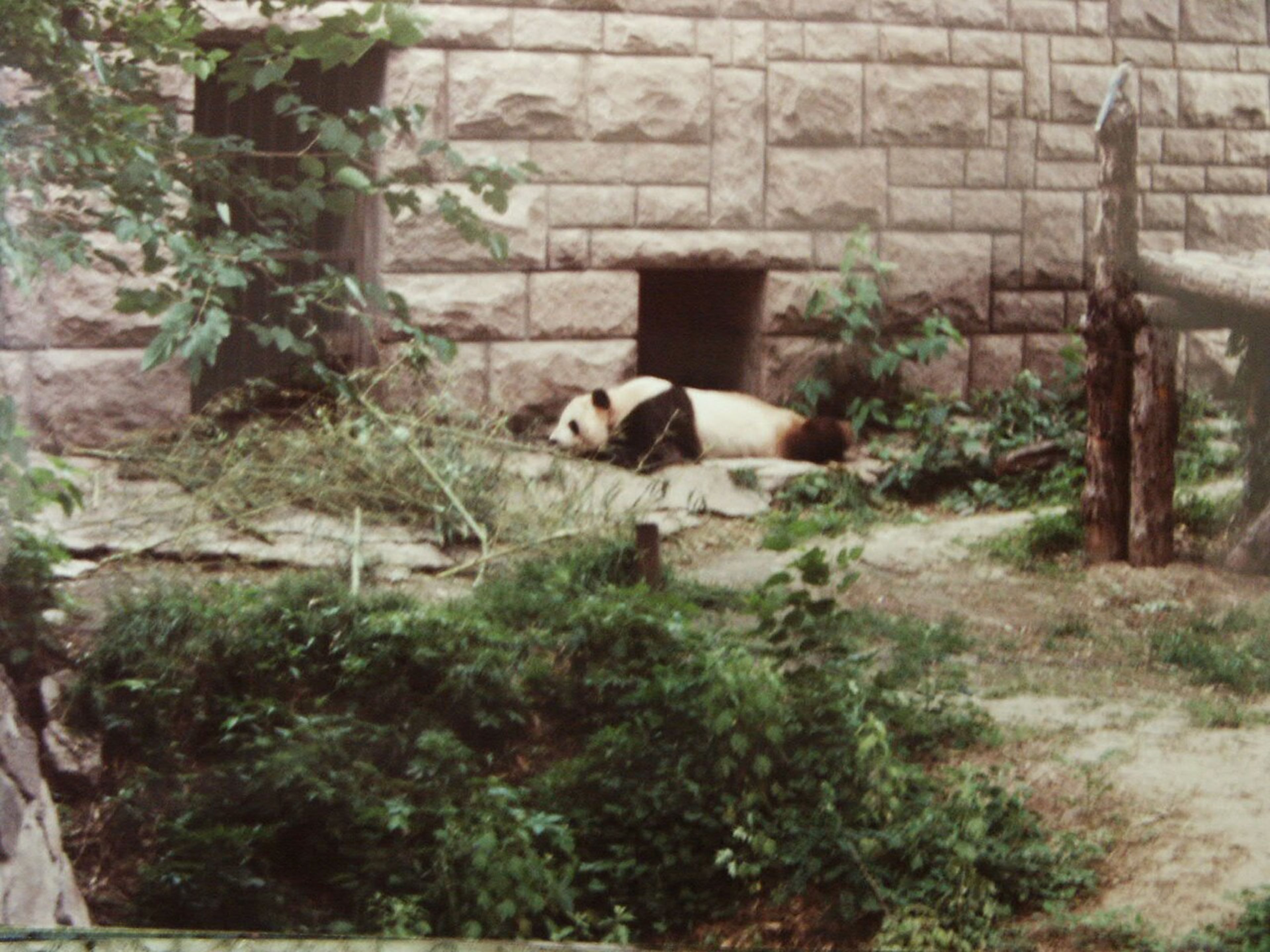 Beijing Zoo & Giant Pandas
