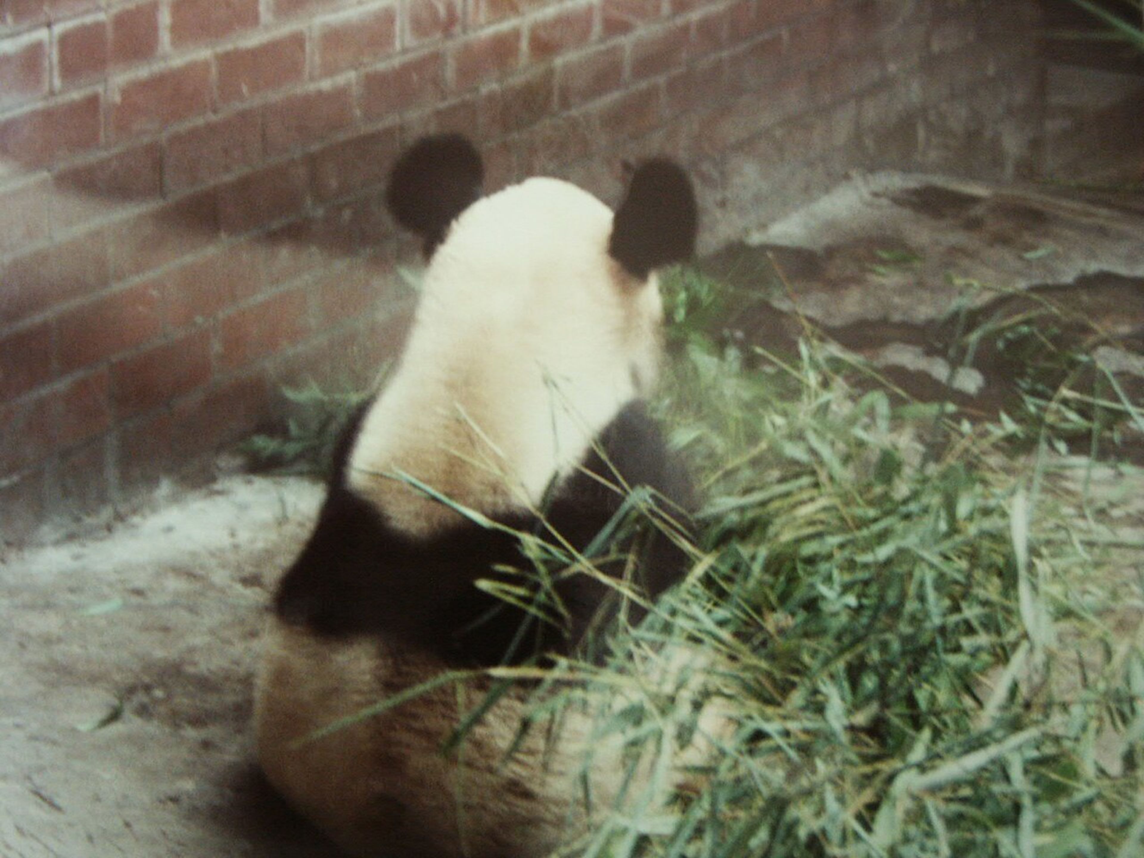 Beijing Zoo & Giant Pandas