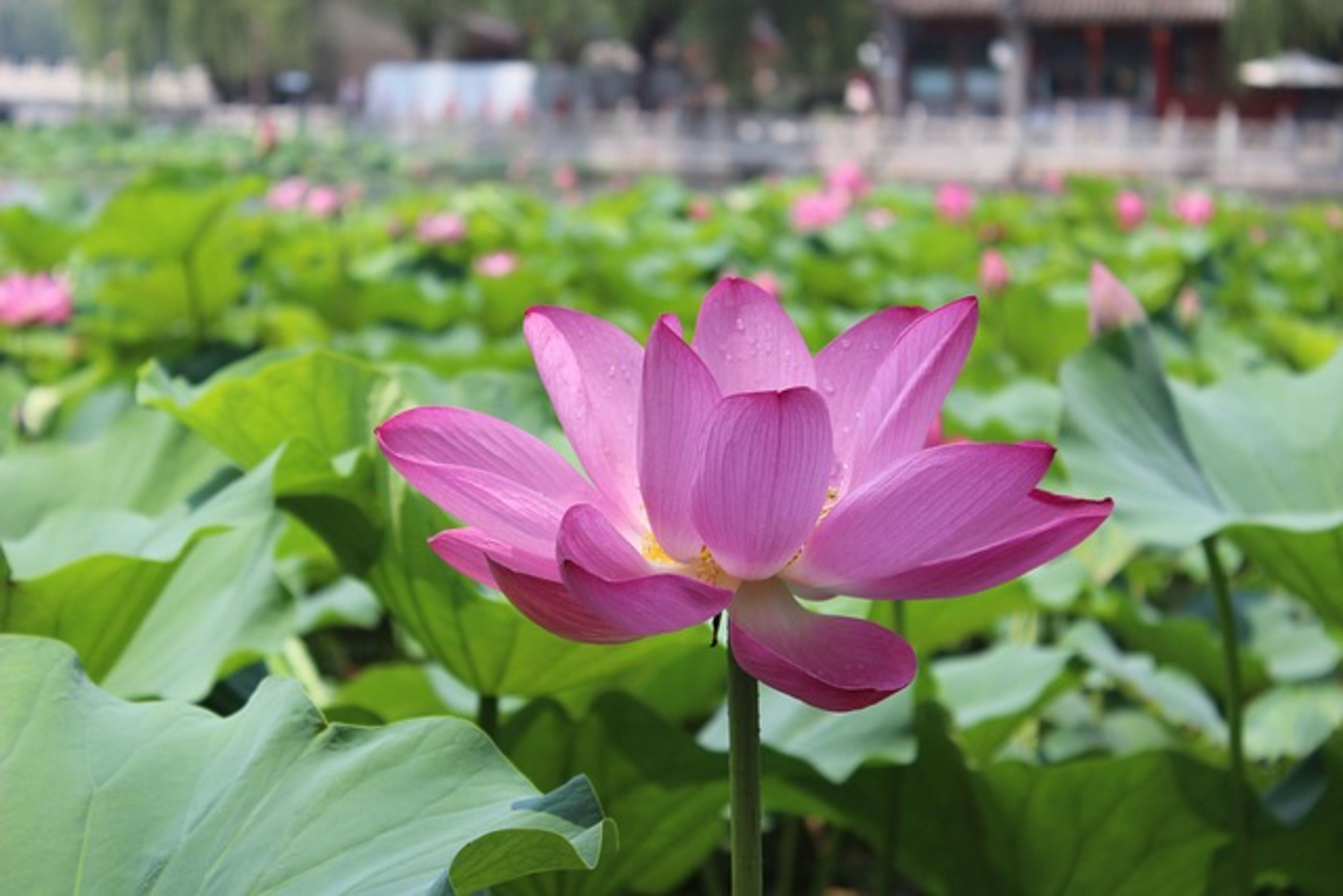 Beihai Park