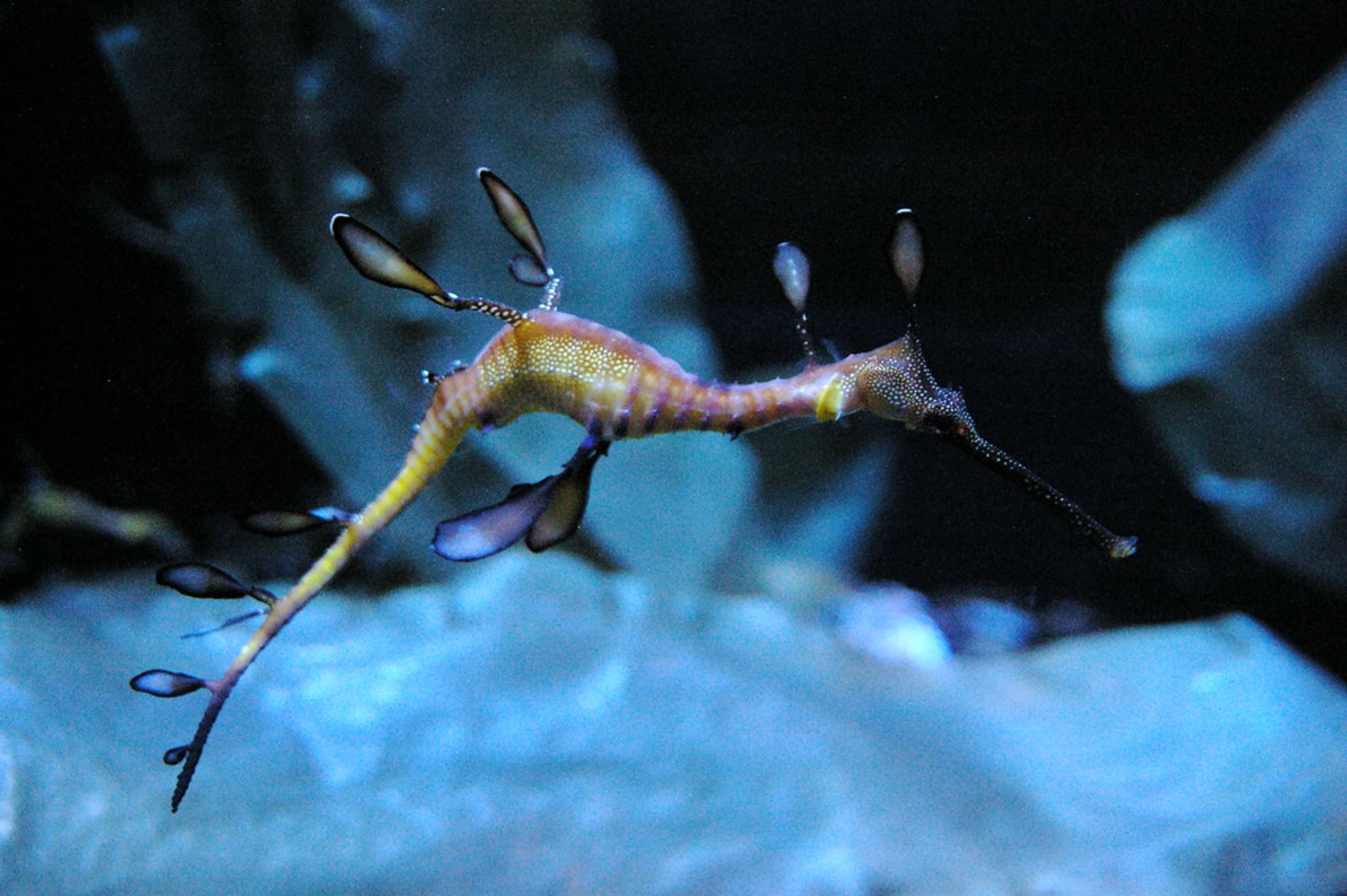 Shedd Aquarium