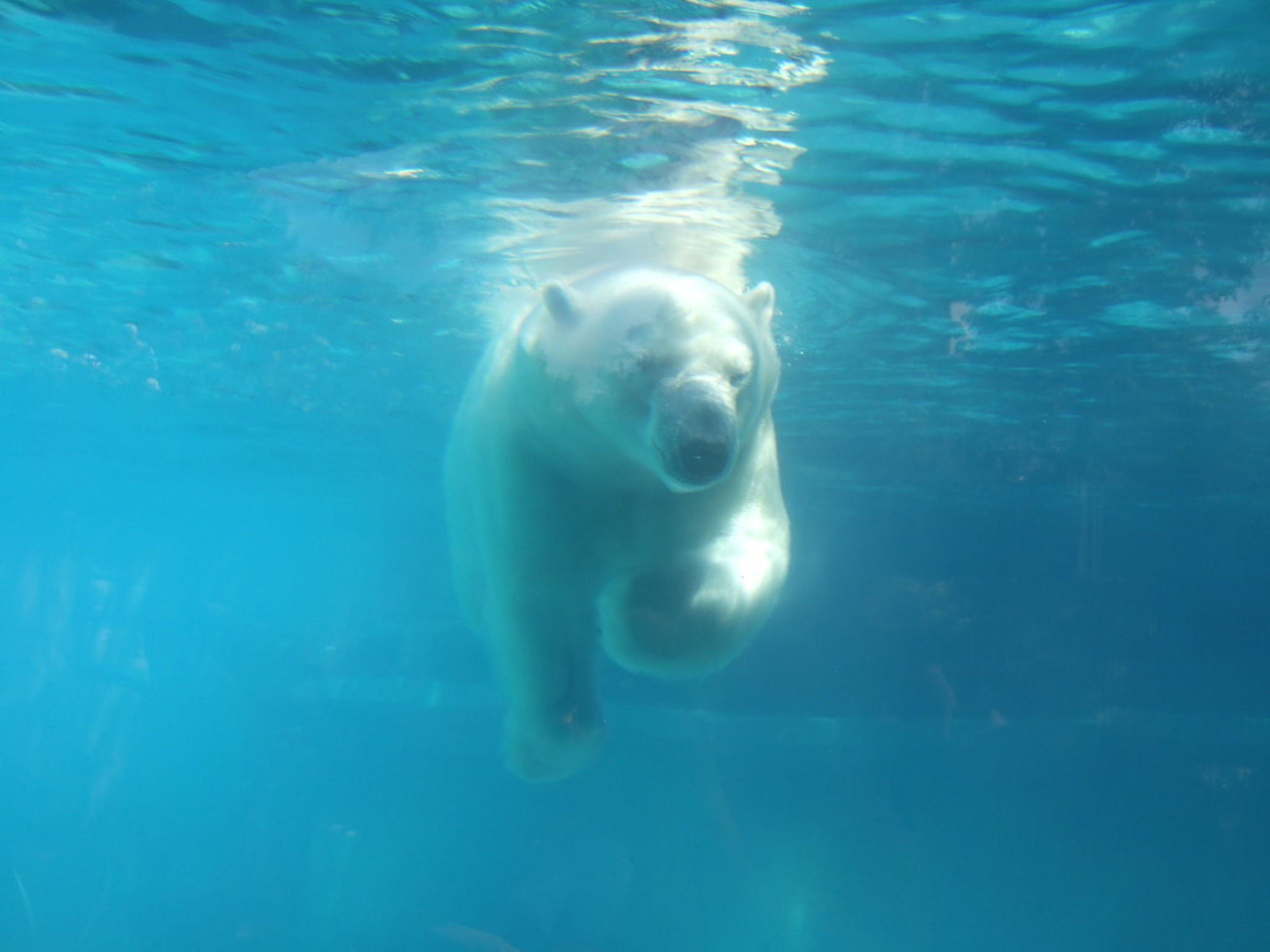 Lincoln Park Zoo