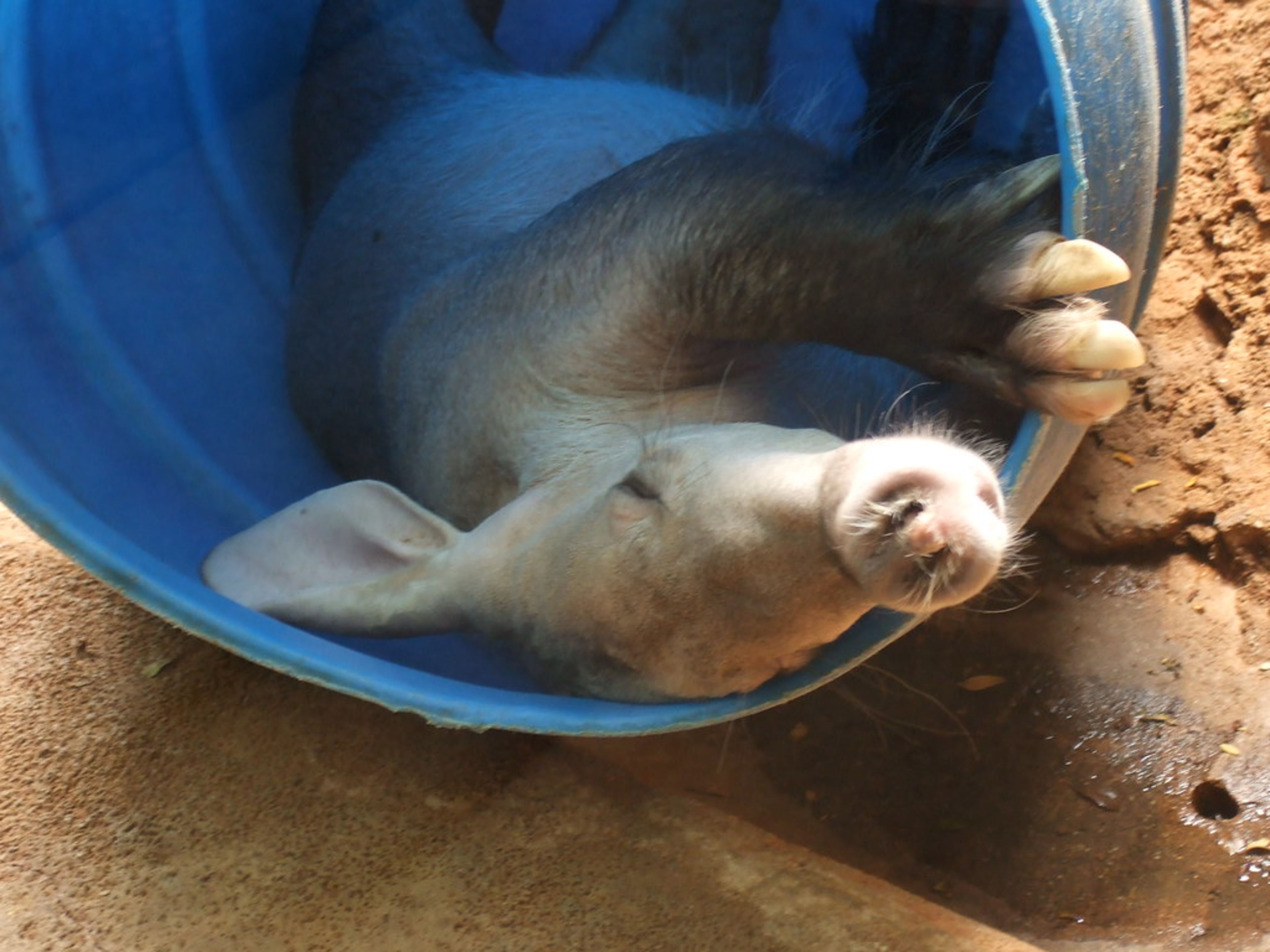 Lincoln Park Zoo