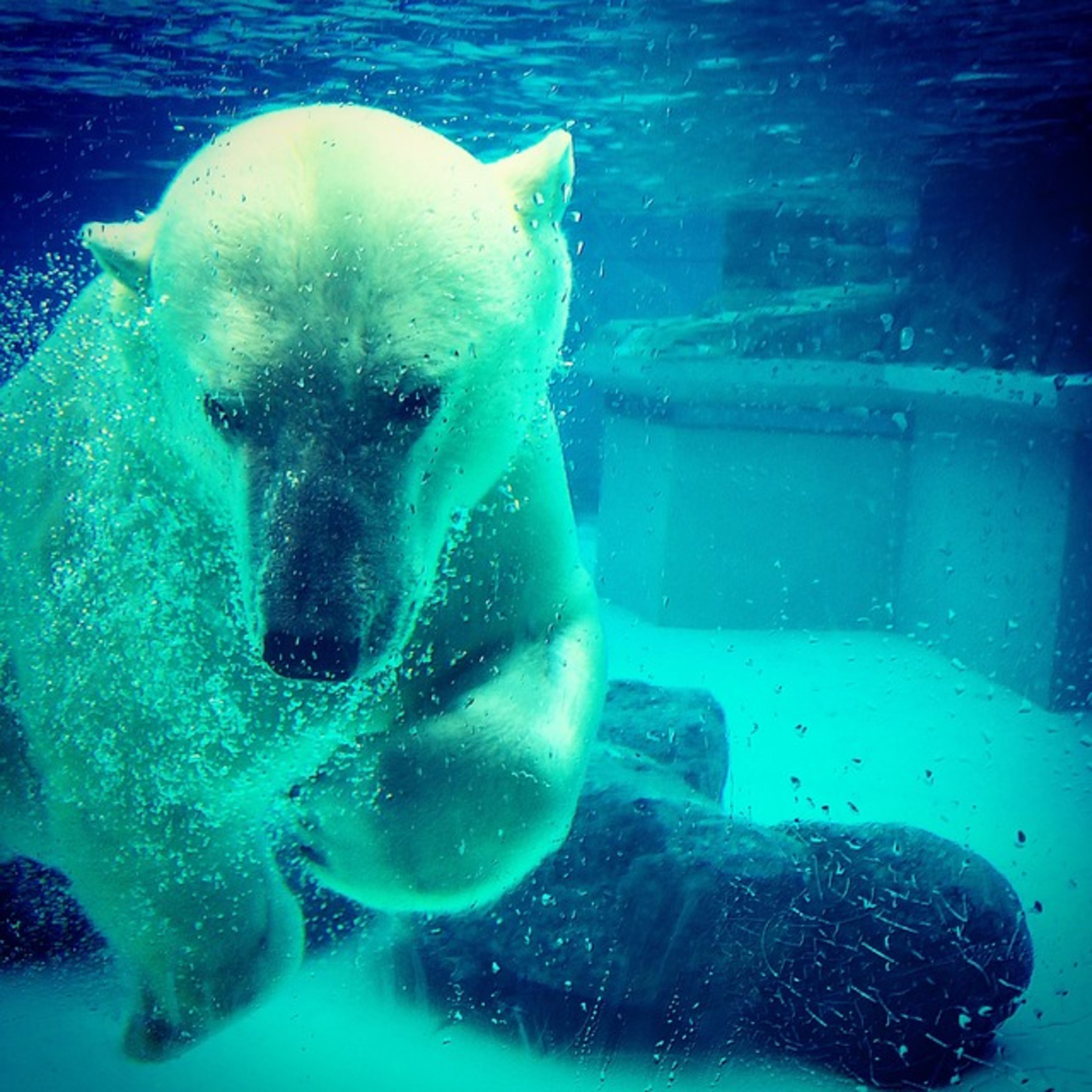 Lincoln Park Zoo