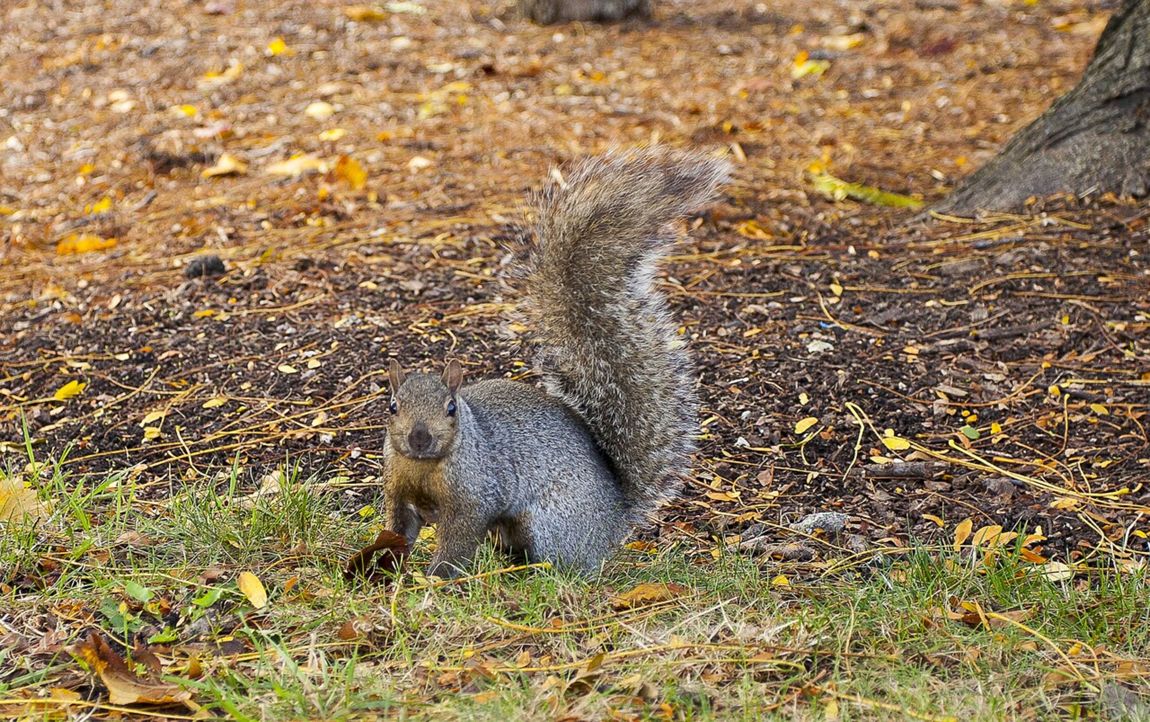 Grant Park