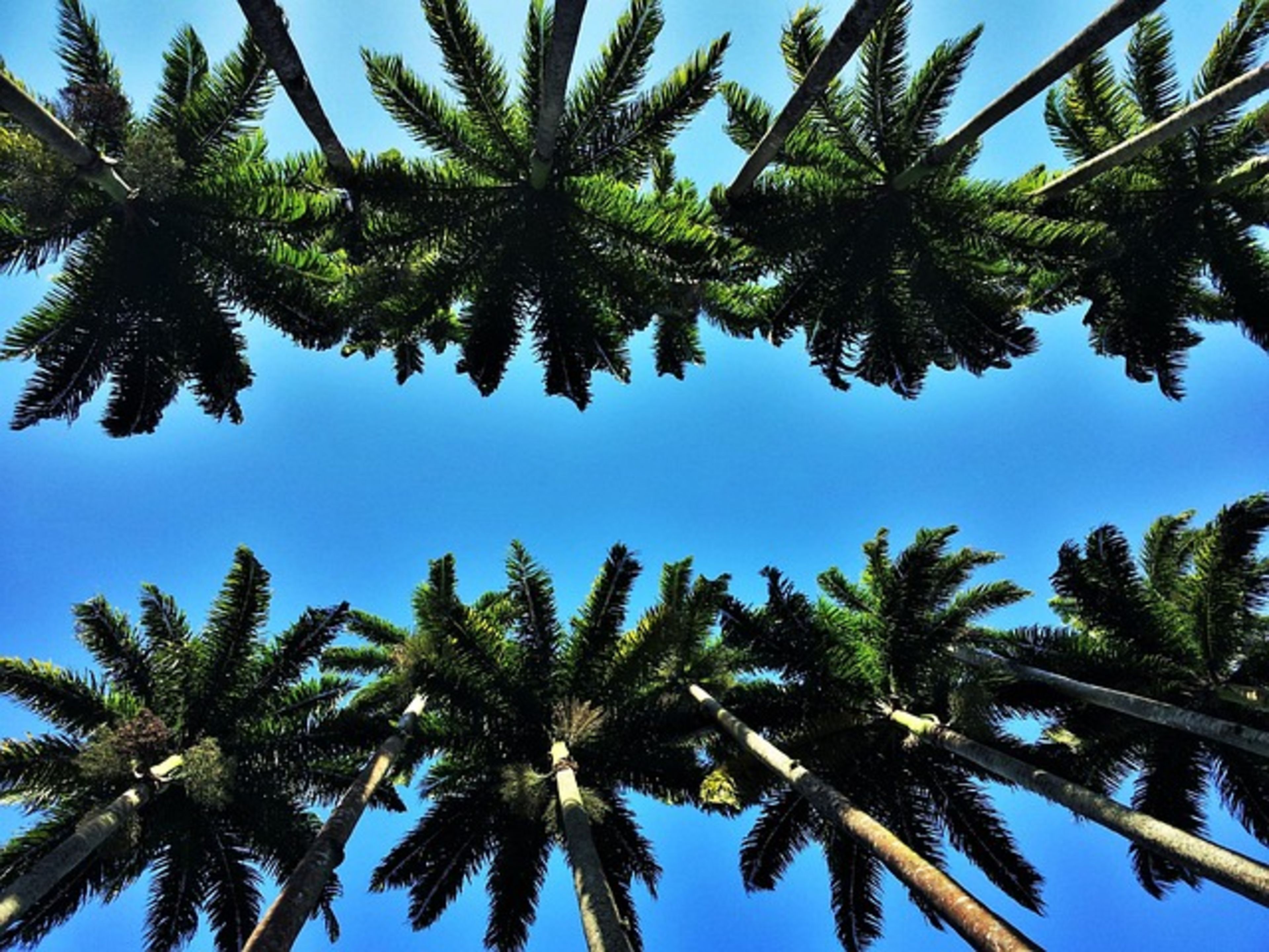 Botanical Garden (Jardim Botânico)