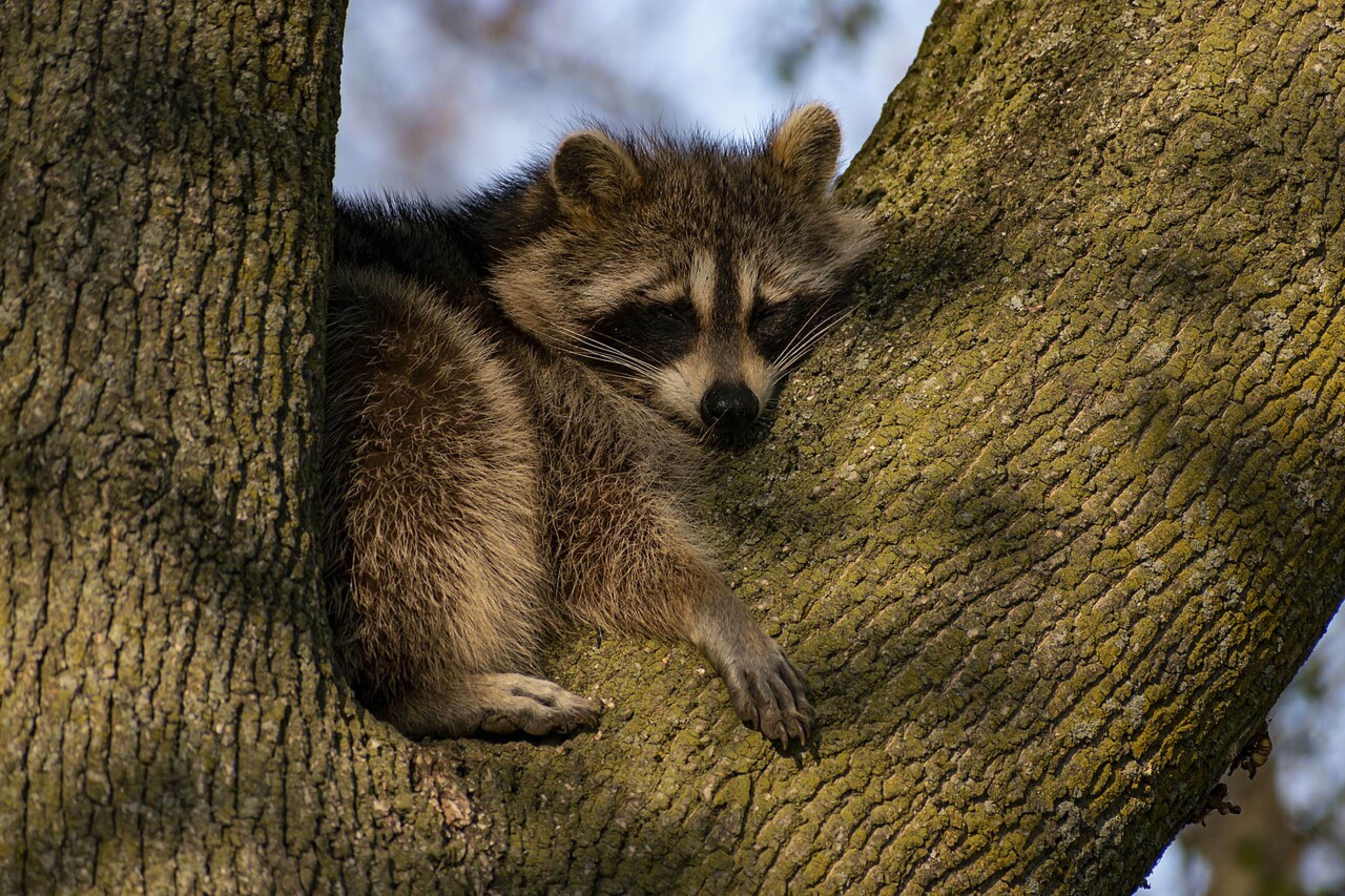 High Park