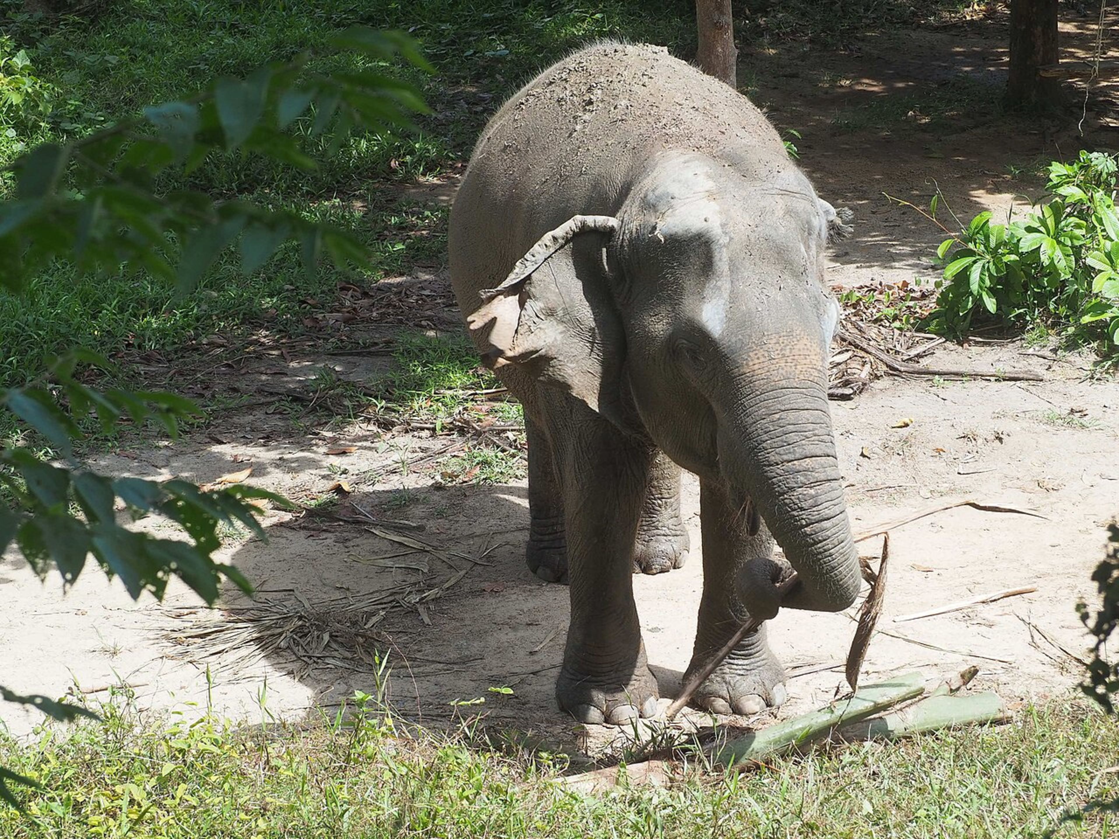 Phuket Elephant Sanctuary