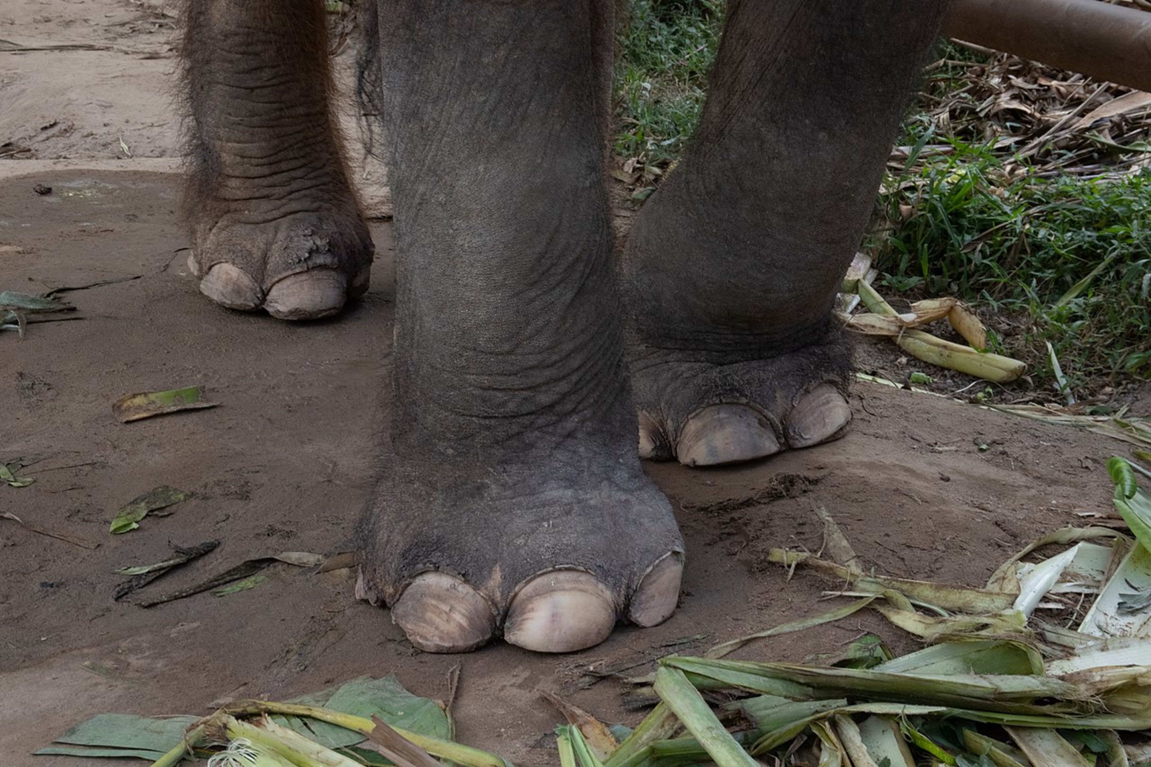 Phuket Elephant Sanctuary