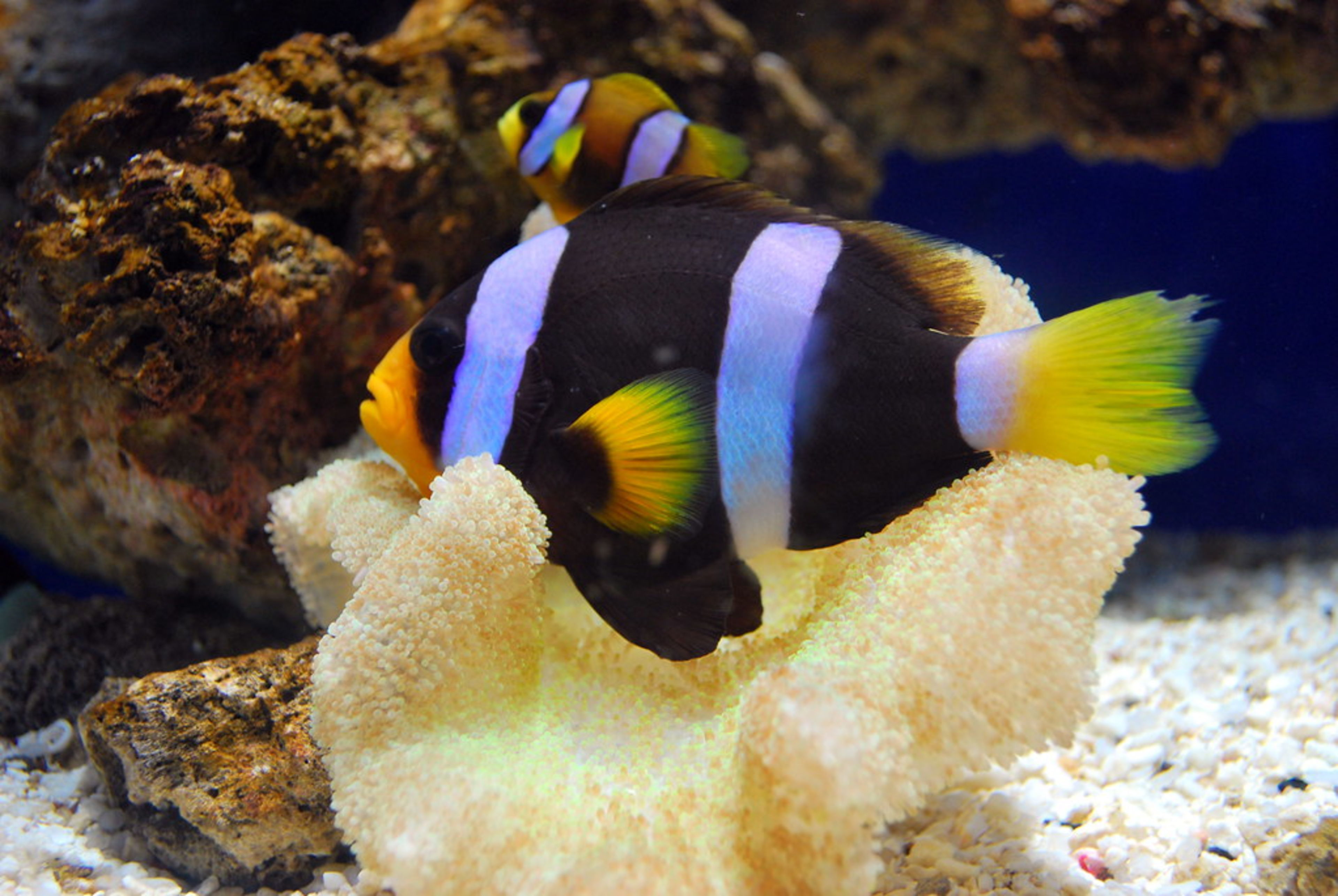 Phuket Aquarium