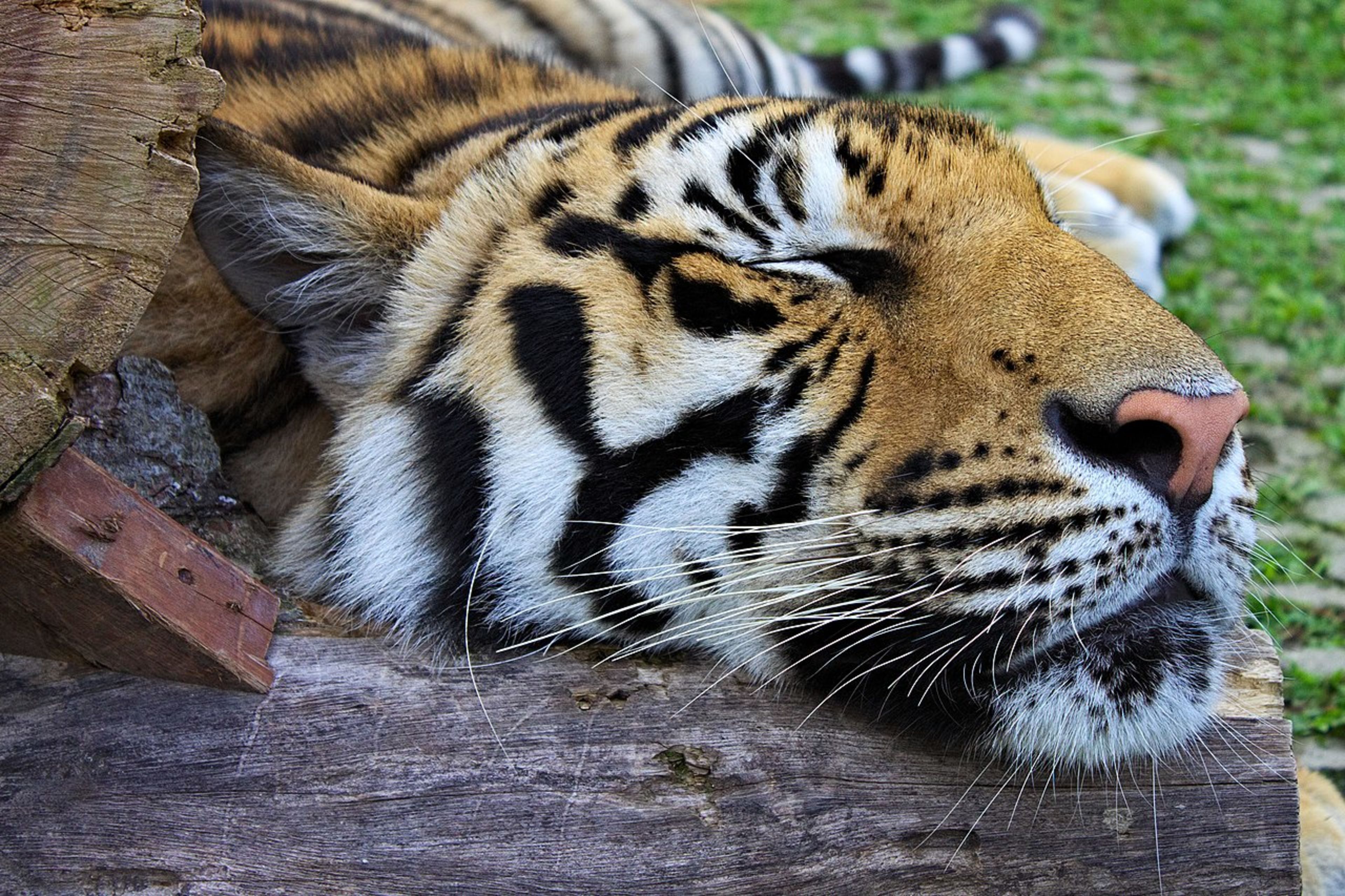 Tiger Kingdom