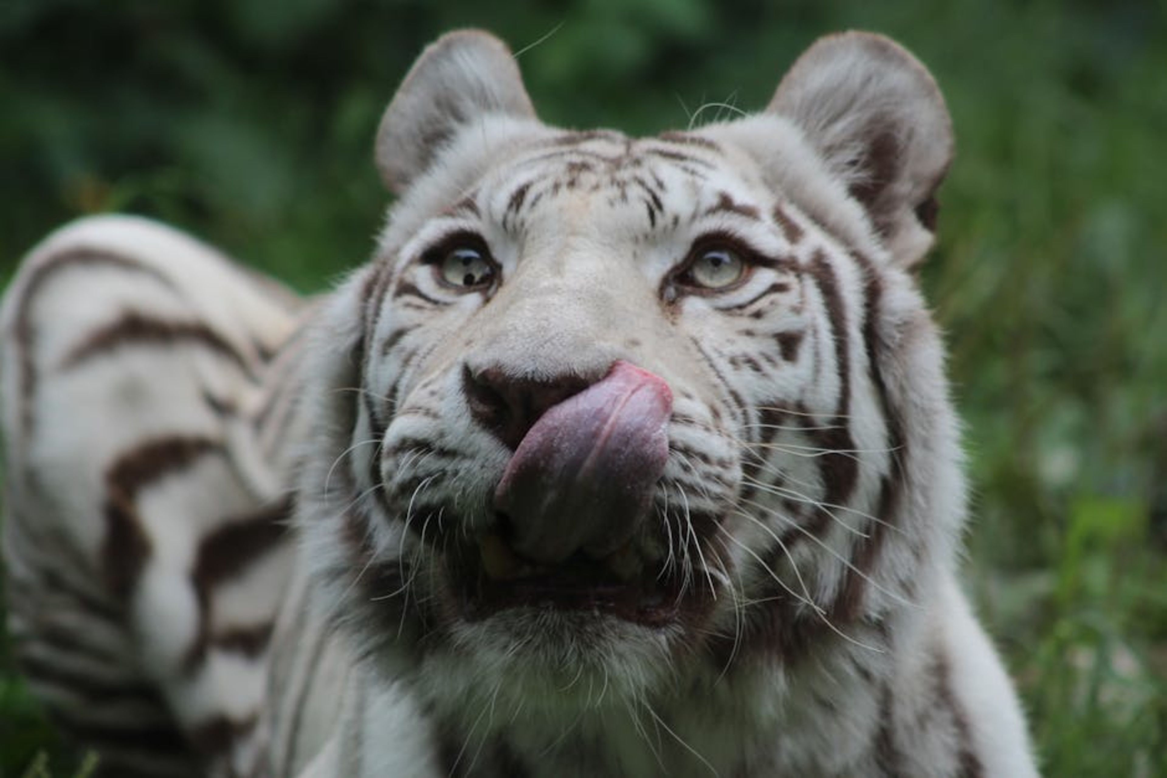 Tiger Kingdom