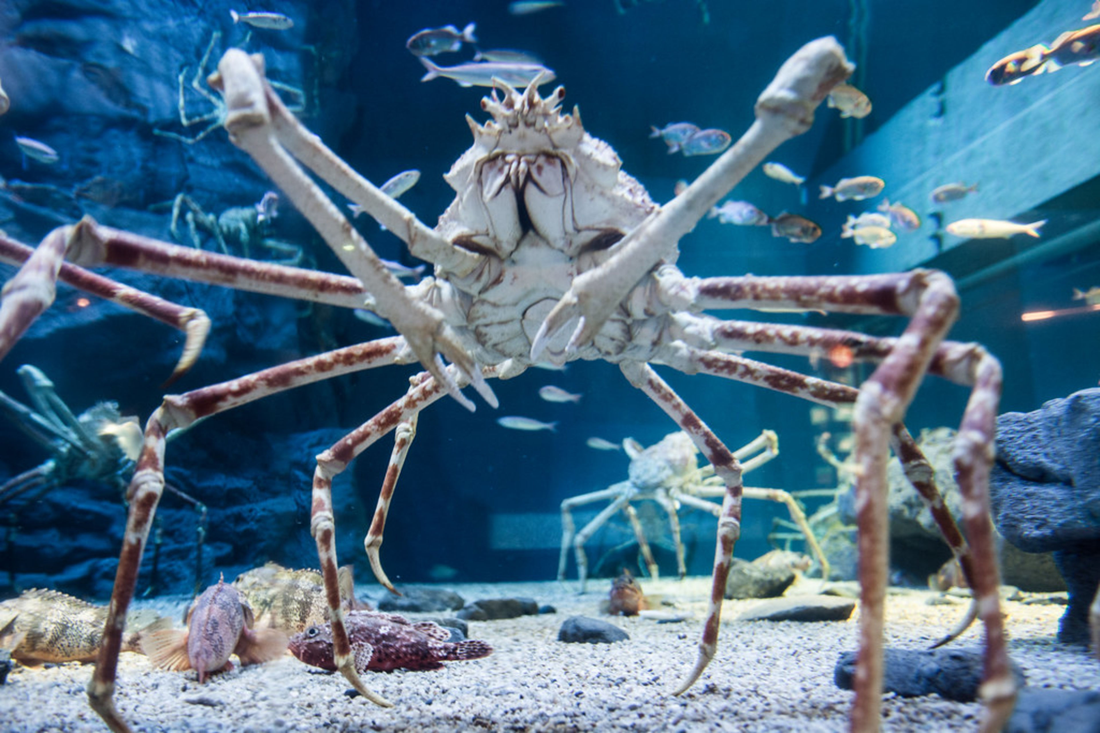 Osaka Aquarium Kaiyukan