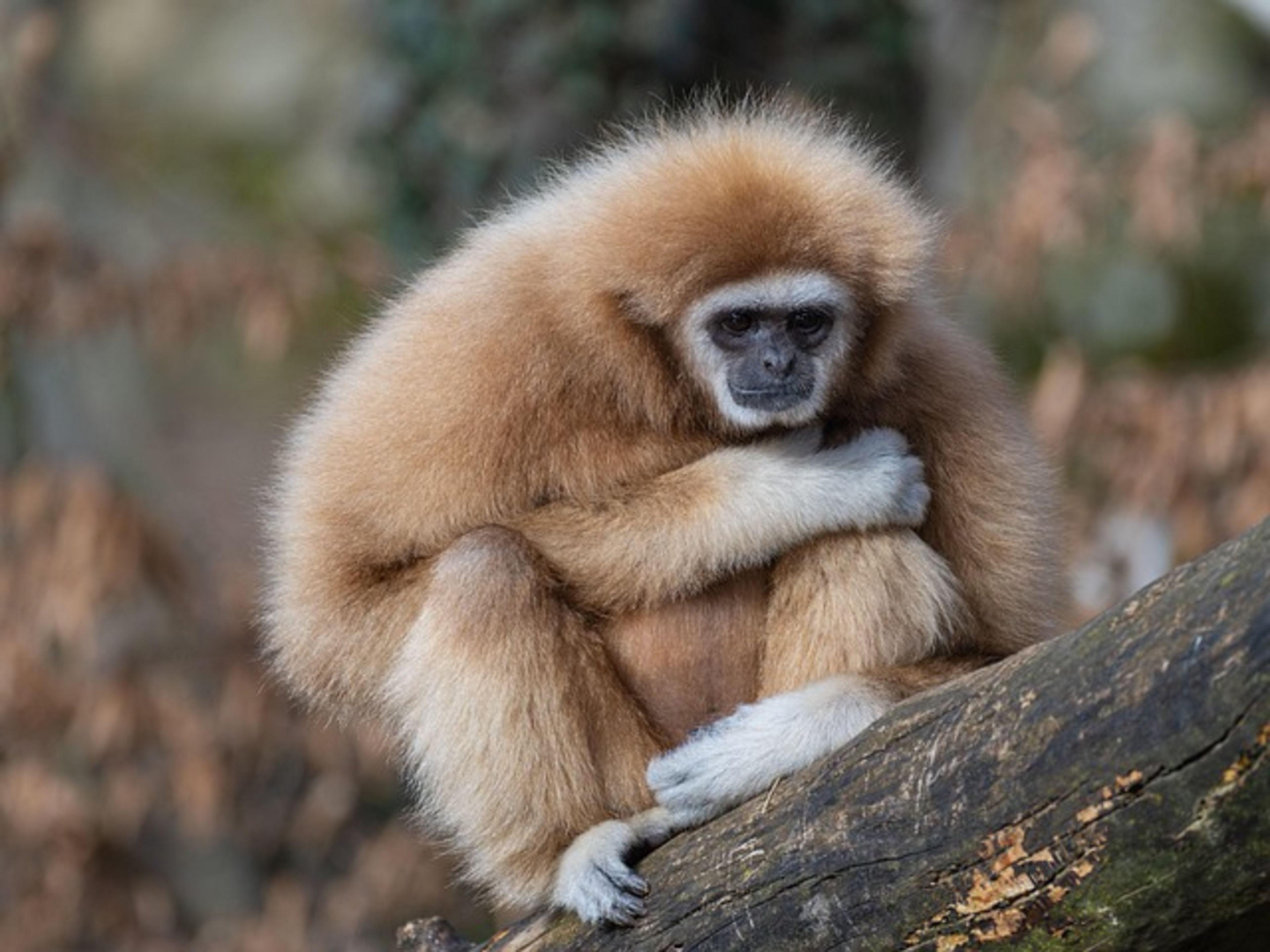 Tennoji Zoo