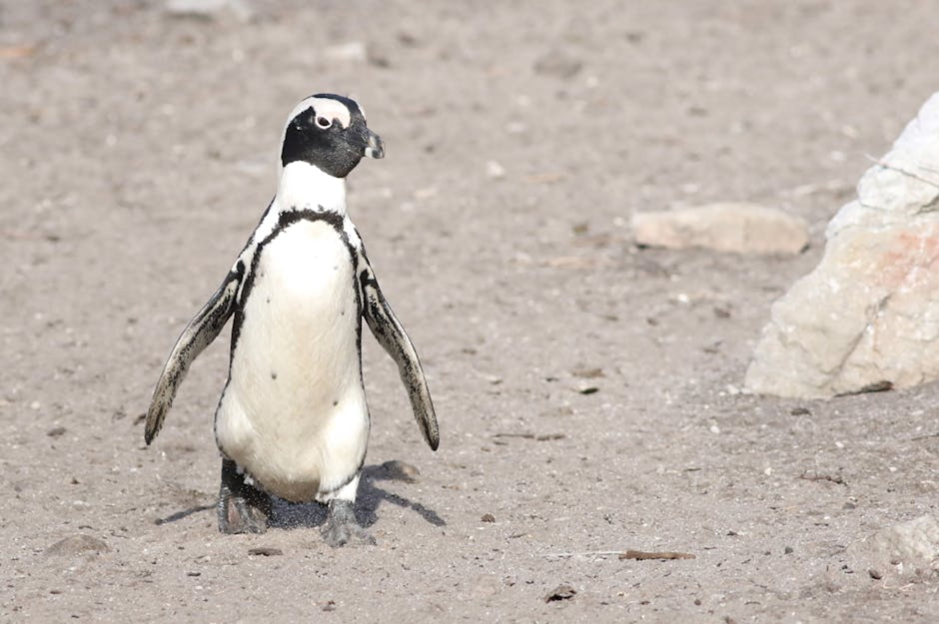 Boulders Beach (African Penguins)