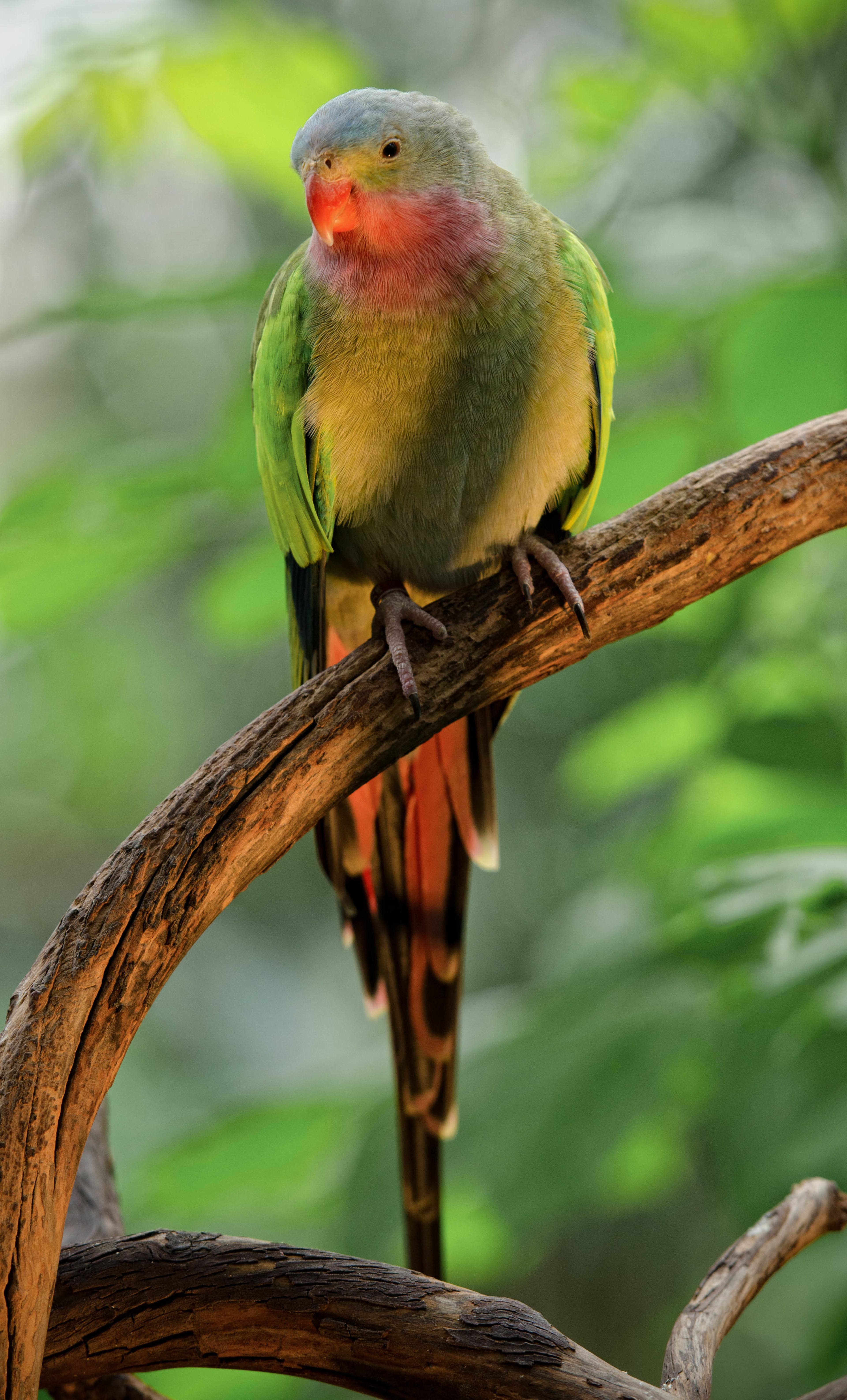 Bloedel Conservatory